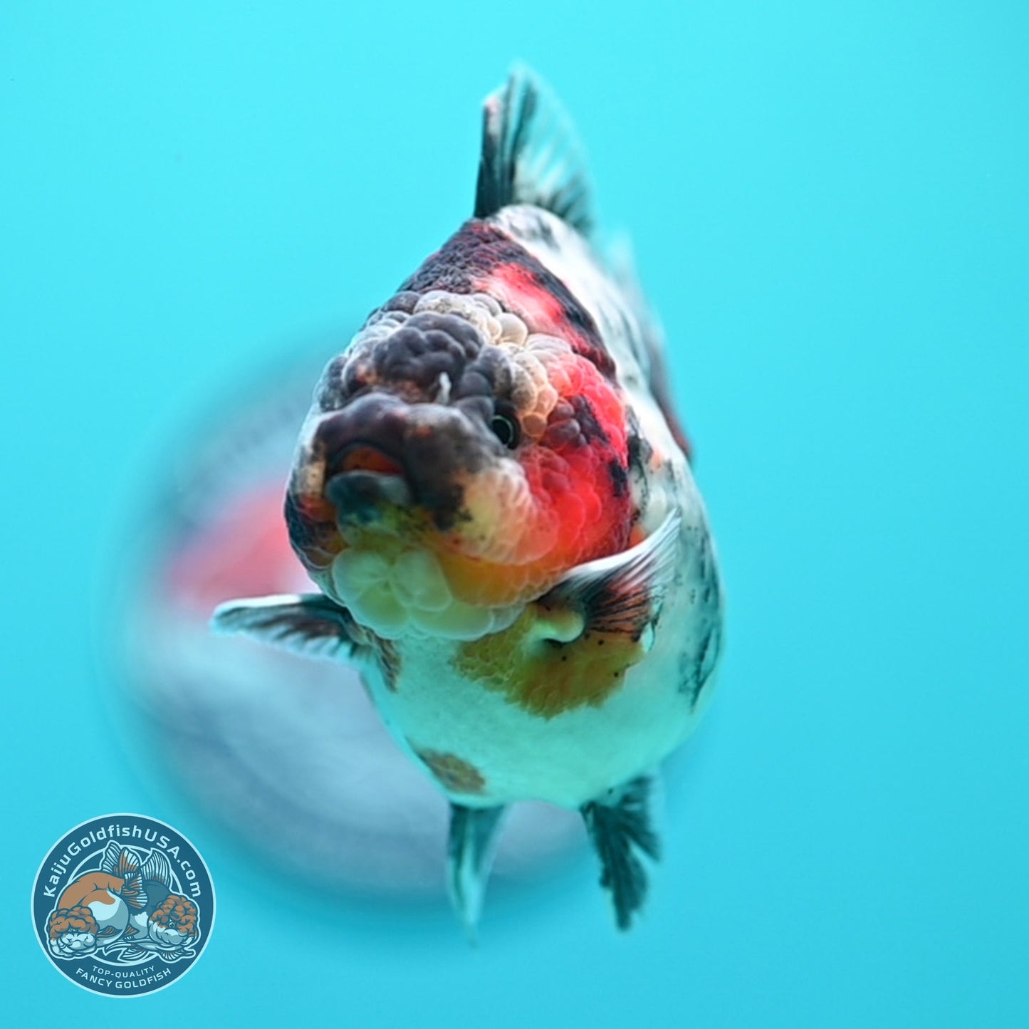 White Tiger Oranda 3 inch Body (260605_OR09)