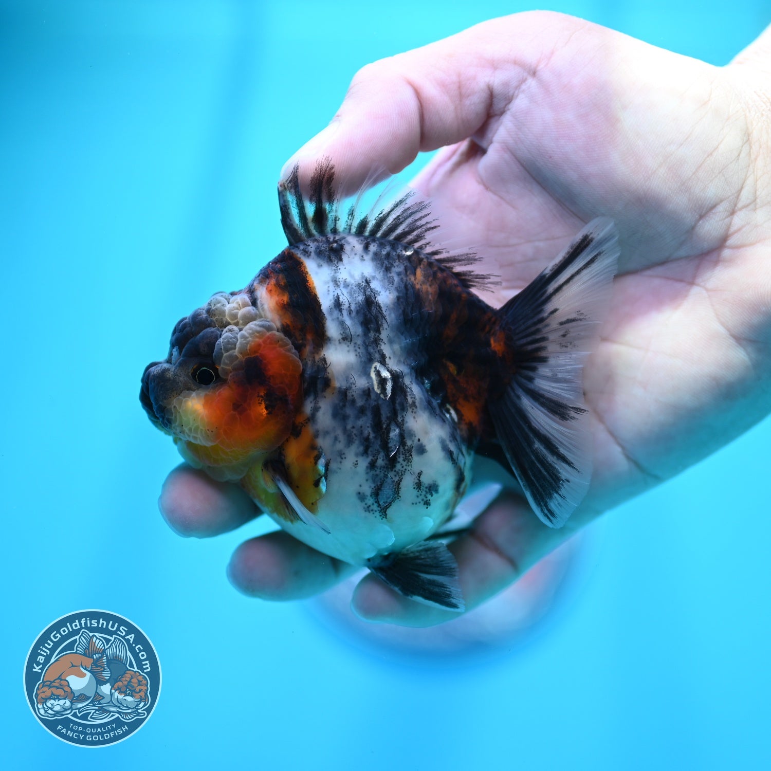 White Tiger Oranda 3 inch Body (260605_OR09)