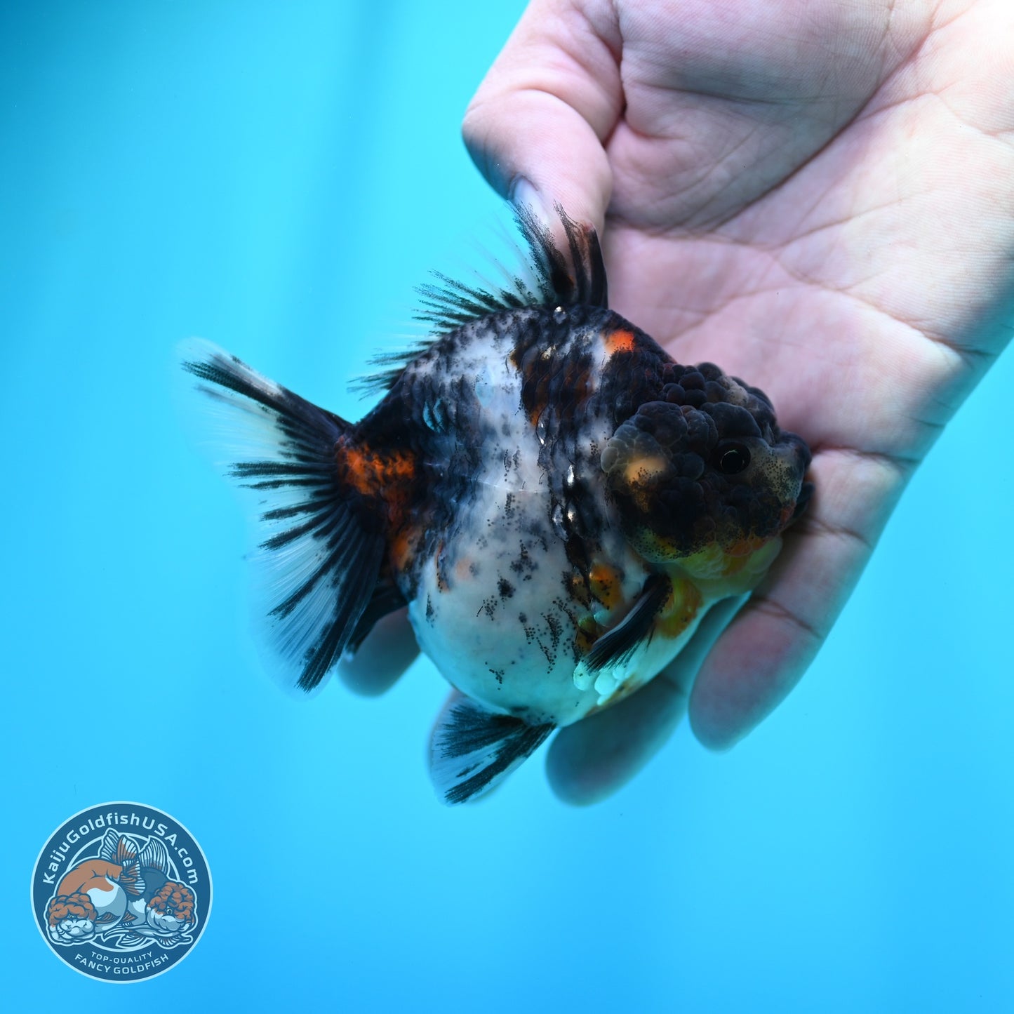 White Tiger Oranda 3 inch Body (260605_OR09)