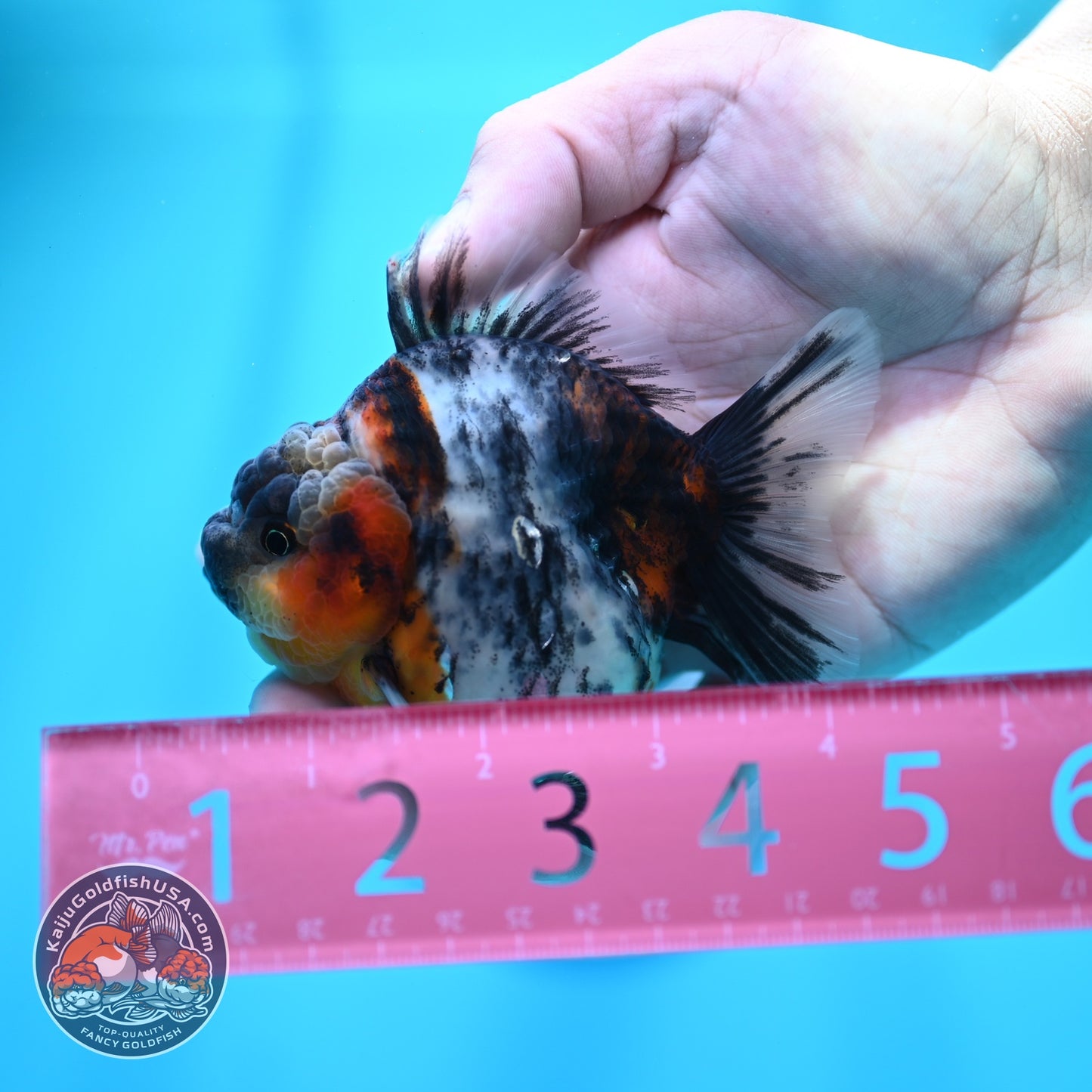 White Tiger Oranda 3 inch Body (260605_OR09)