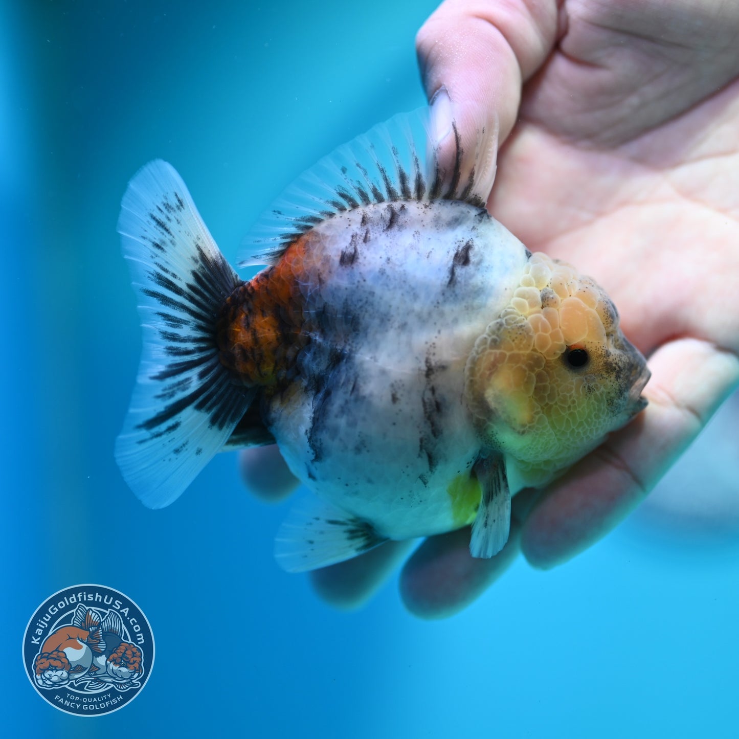 White Tiger Oranda 3 inch Body (260612_OR04)