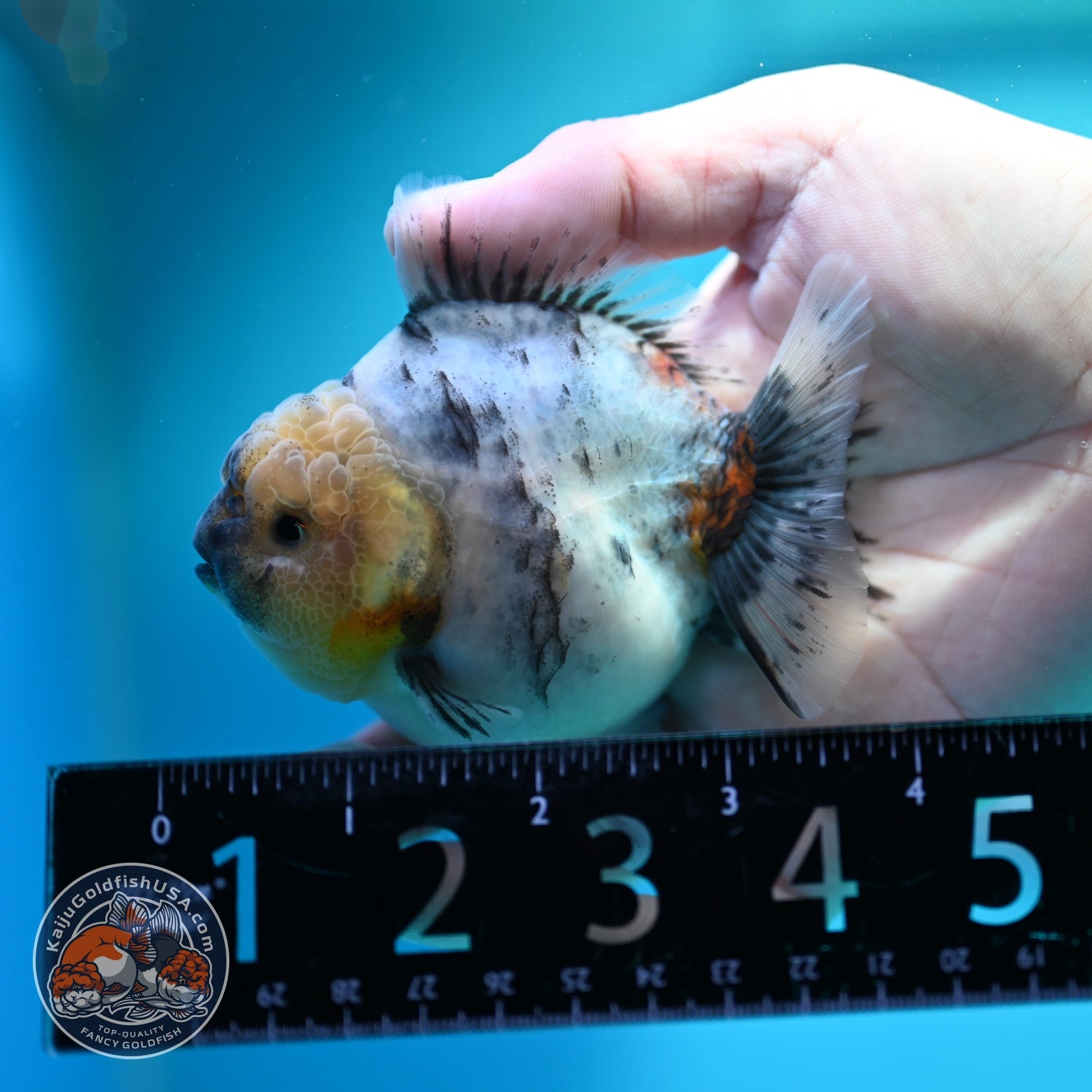 White Tiger Oranda 3 inch Body (260612_OR04)