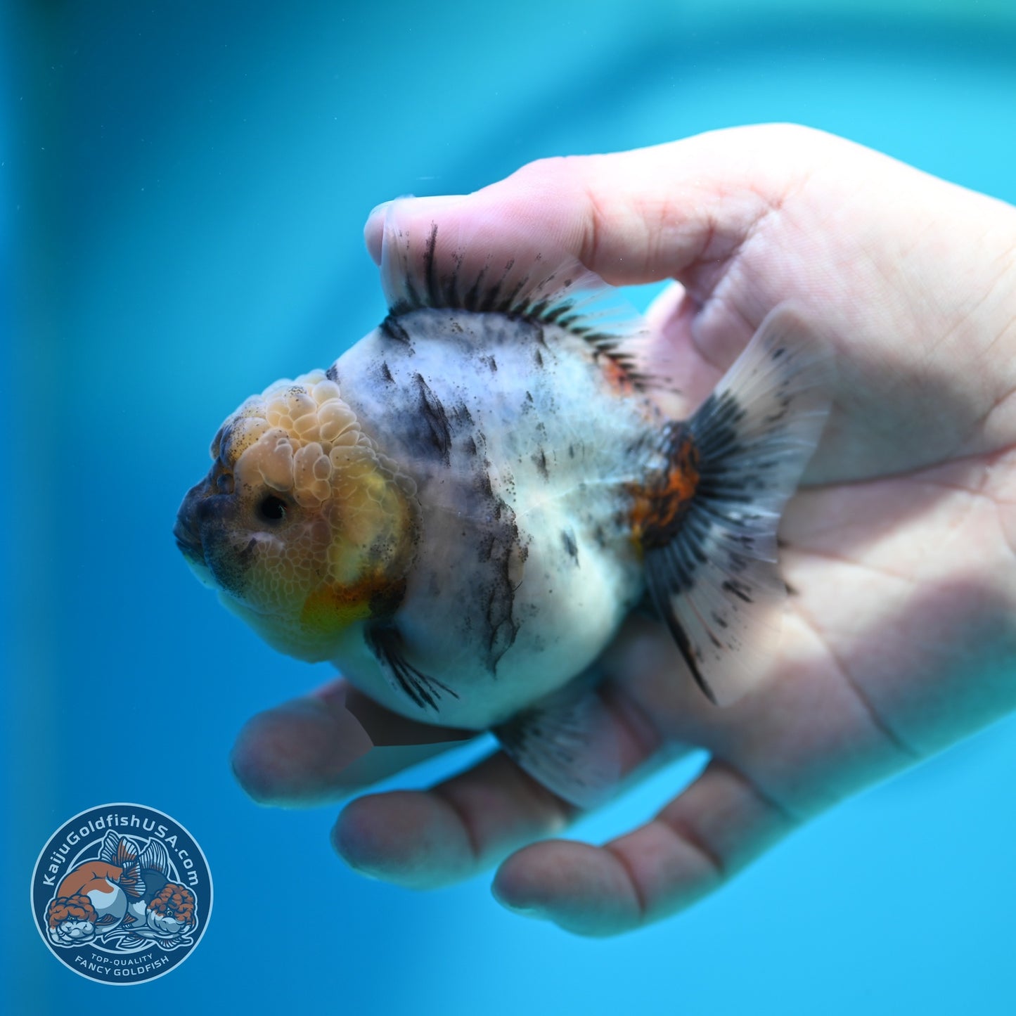 White Tiger Oranda 3 inch Body (260612_OR04)