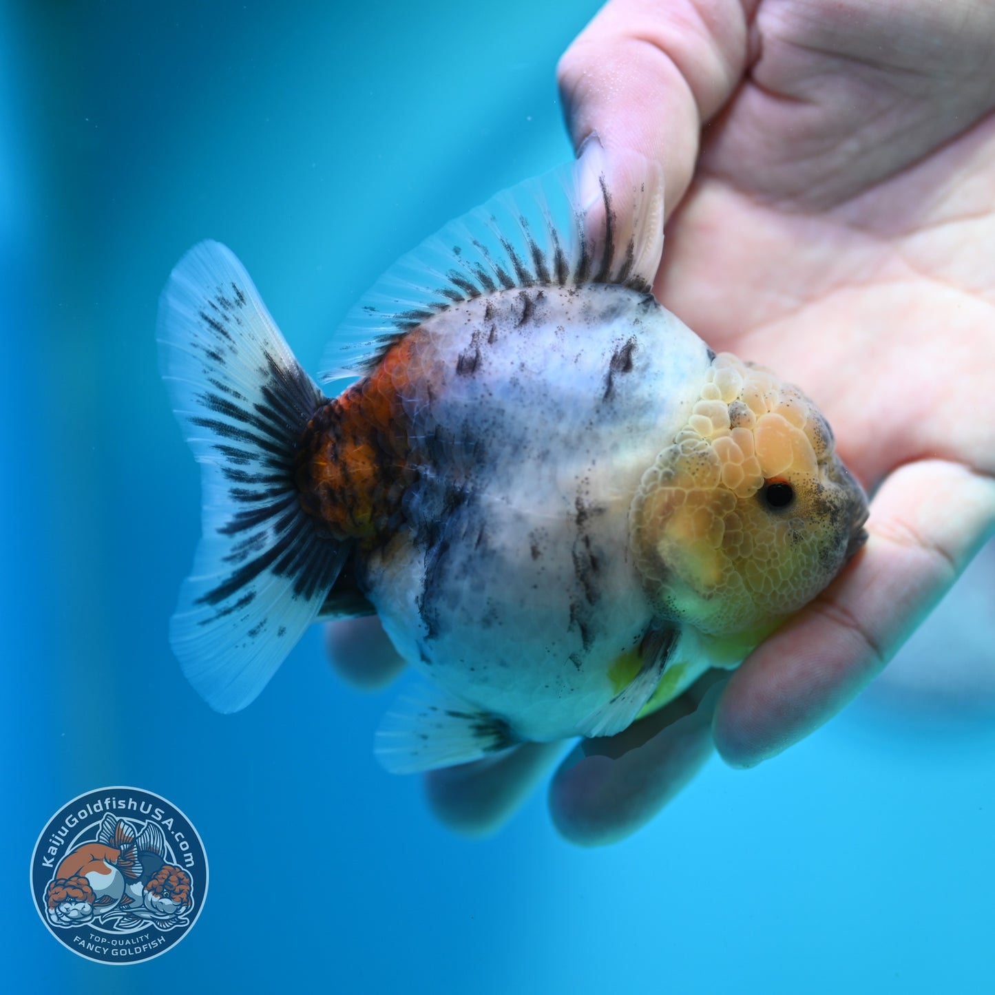 White Tiger Oranda 3 inch Body (260612_OR04)