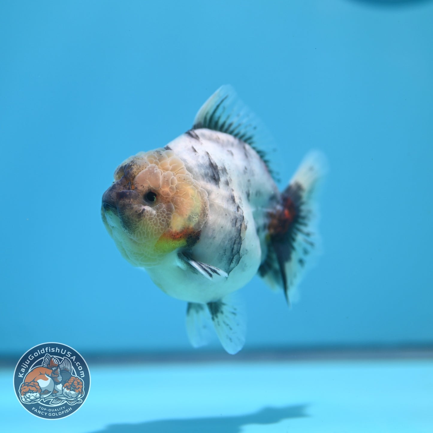 White Tiger Oranda 3 inch Body (260612_OR04)