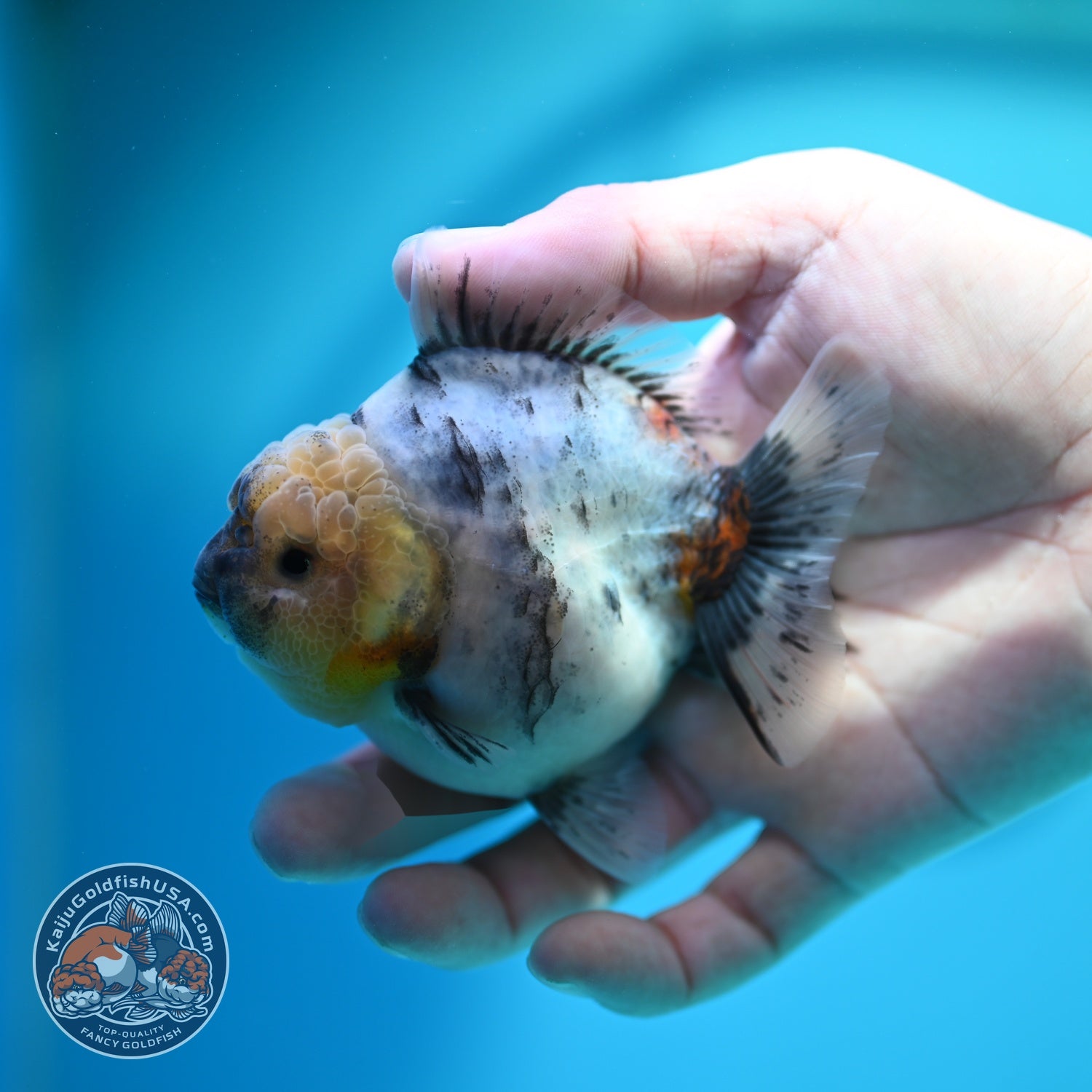 White Tiger Oranda 3 inch Body (260612_OR04)