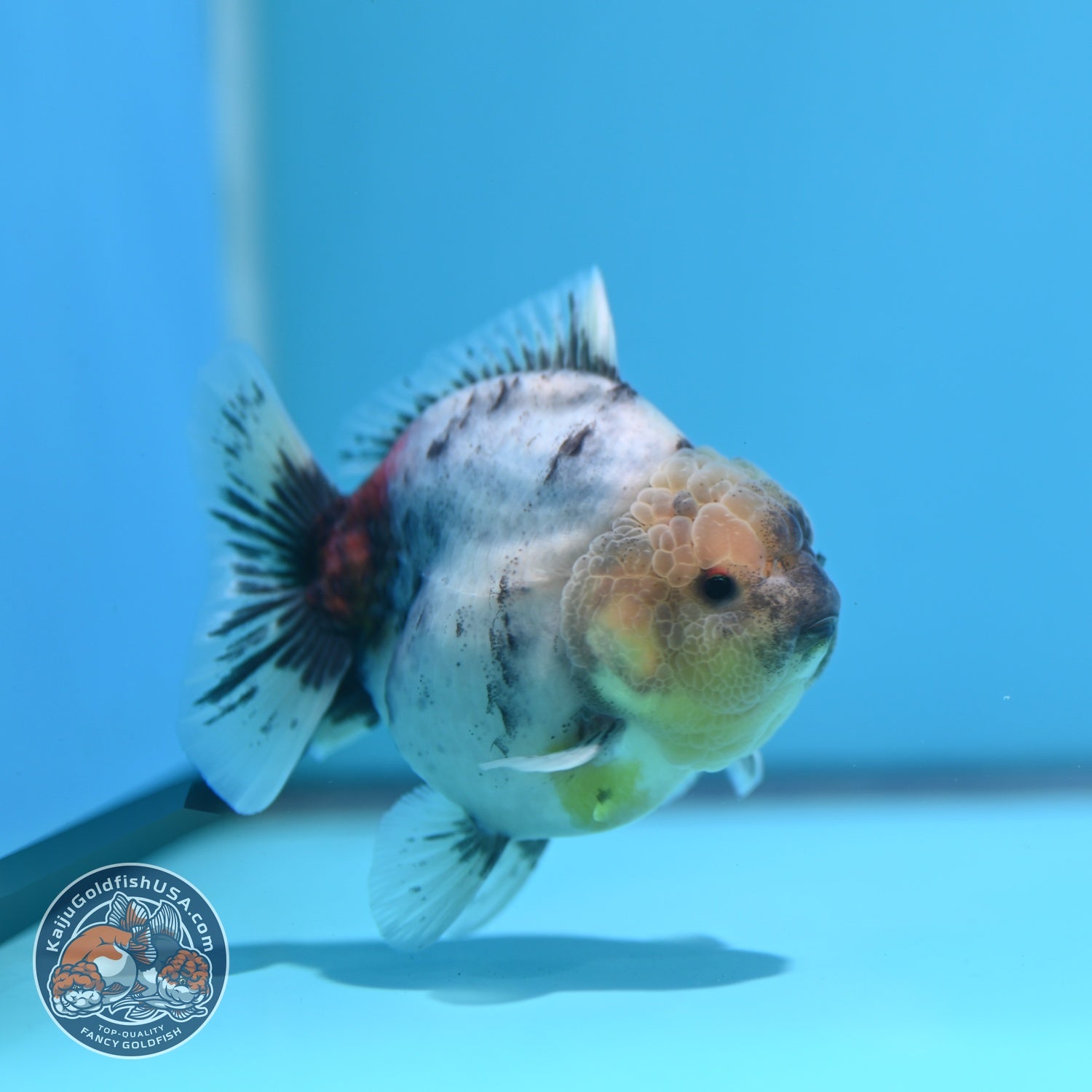White Tiger Oranda 3 inch Body (260612_OR04)
