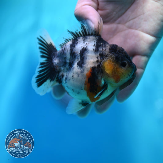 White Tiger Oranda 3.2 inch Body (260605_OR04)