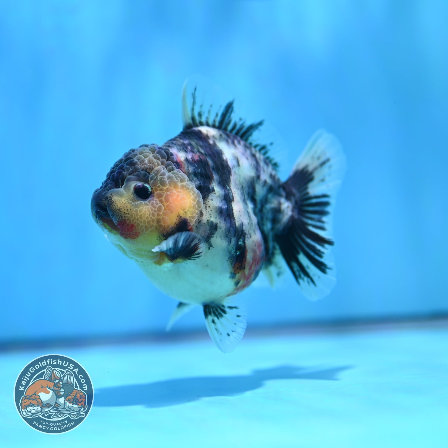White Tiger Oranda 3.2 inch Body (260605_OR04)