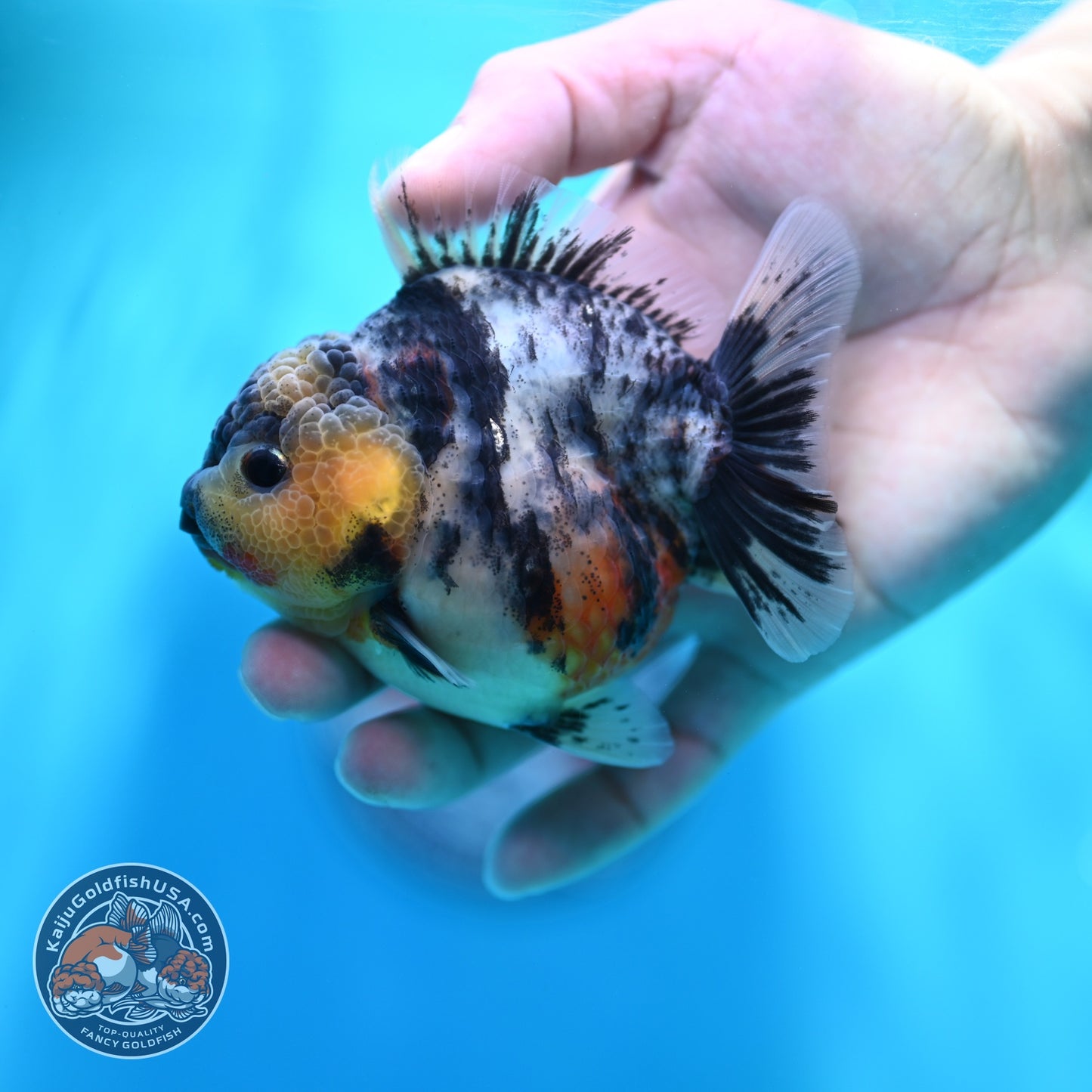 White Tiger Oranda 3.2 inch Body (260605_OR04)