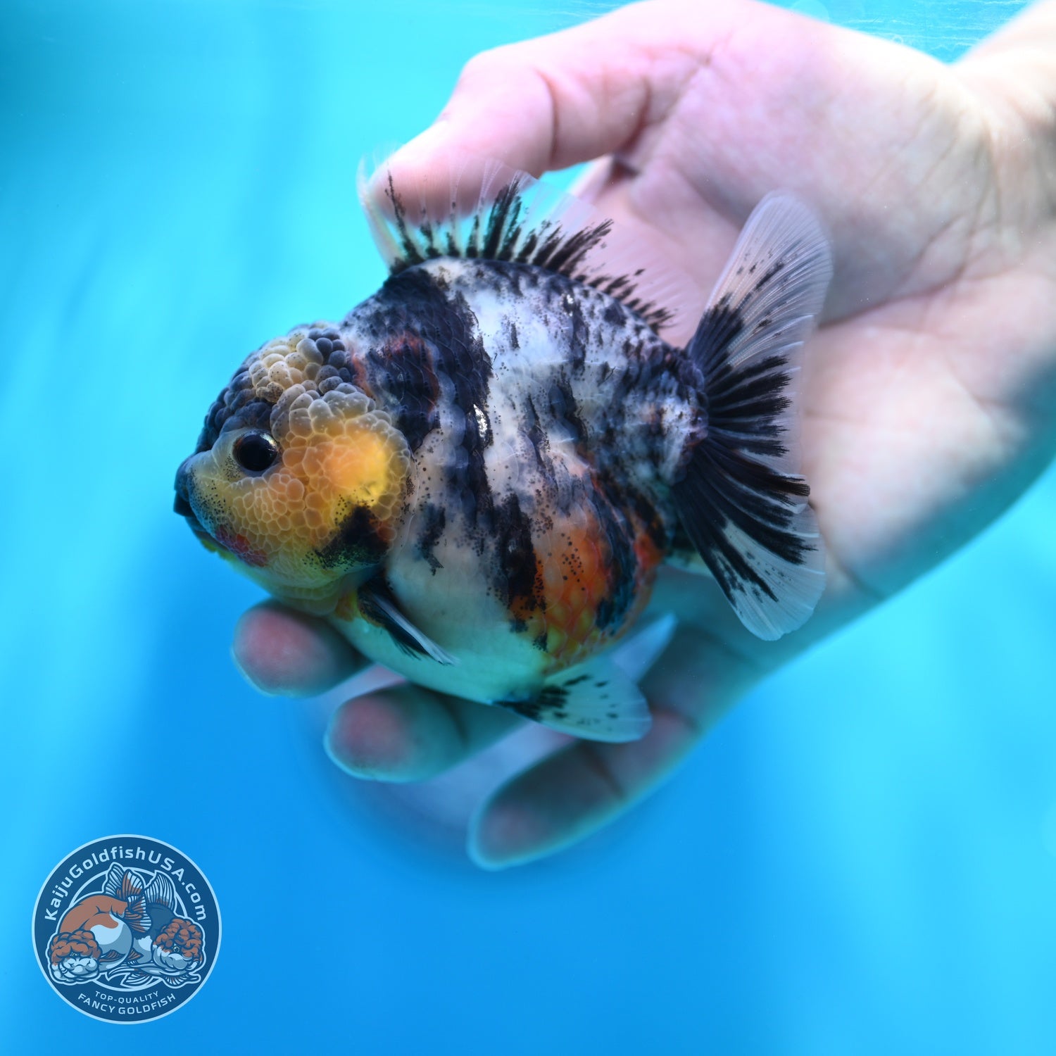 White Tiger Oranda 3.2 inch Body (260605_OR04)