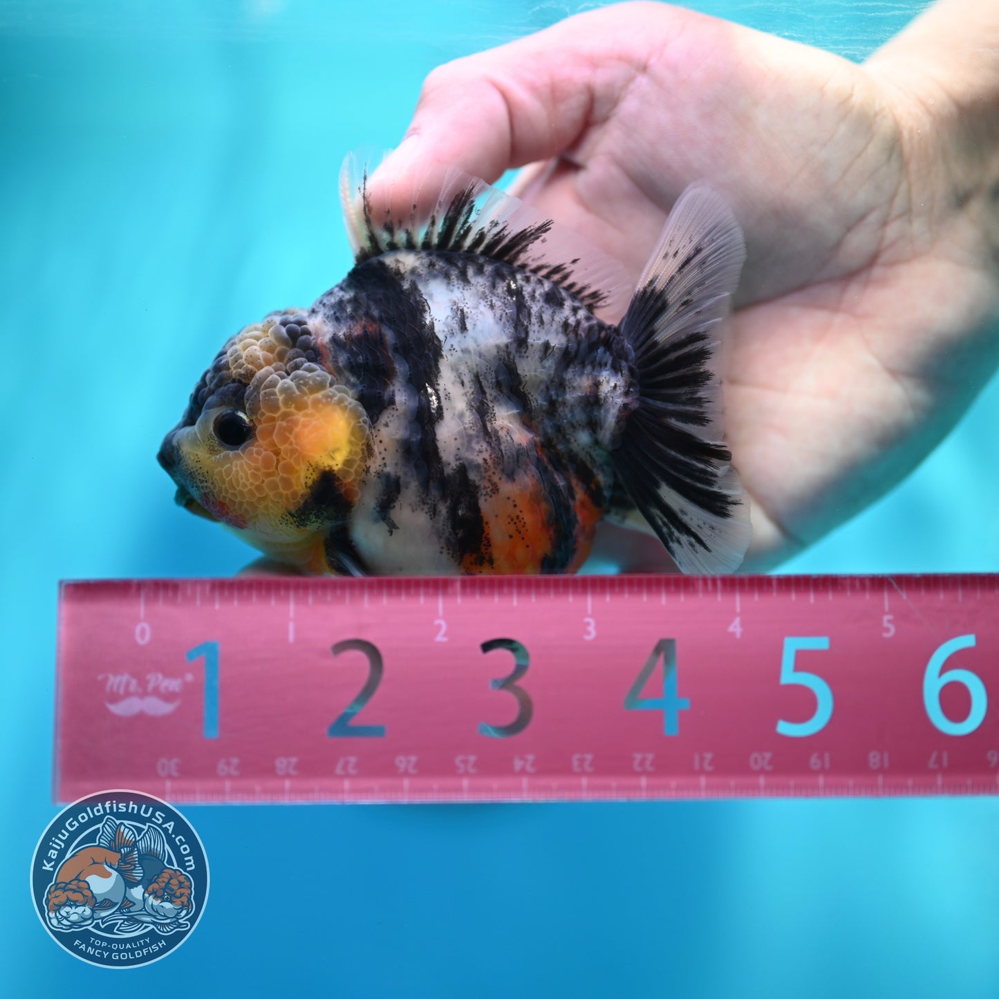White Tiger Oranda 3.2 inch Body (260605_OR04)