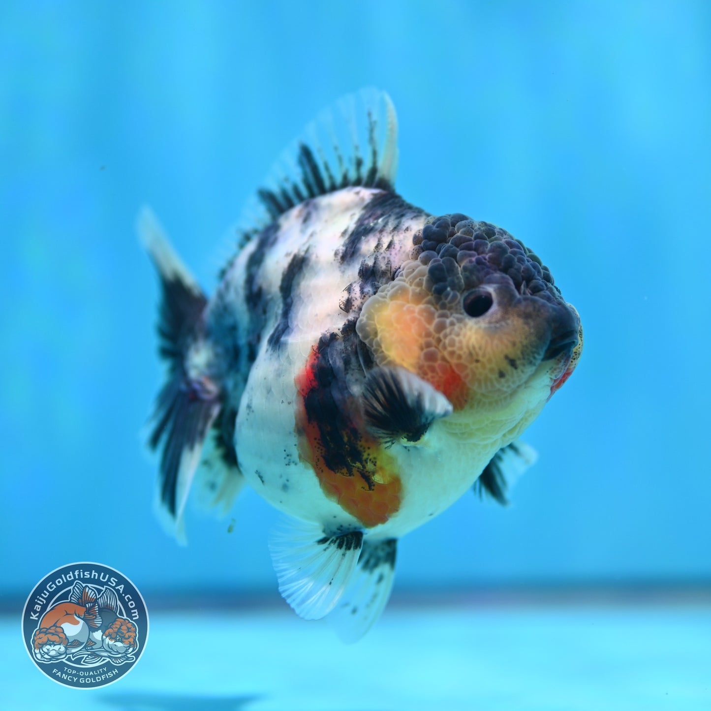 White Tiger Oranda 3.2 inch Body (260605_OR04)