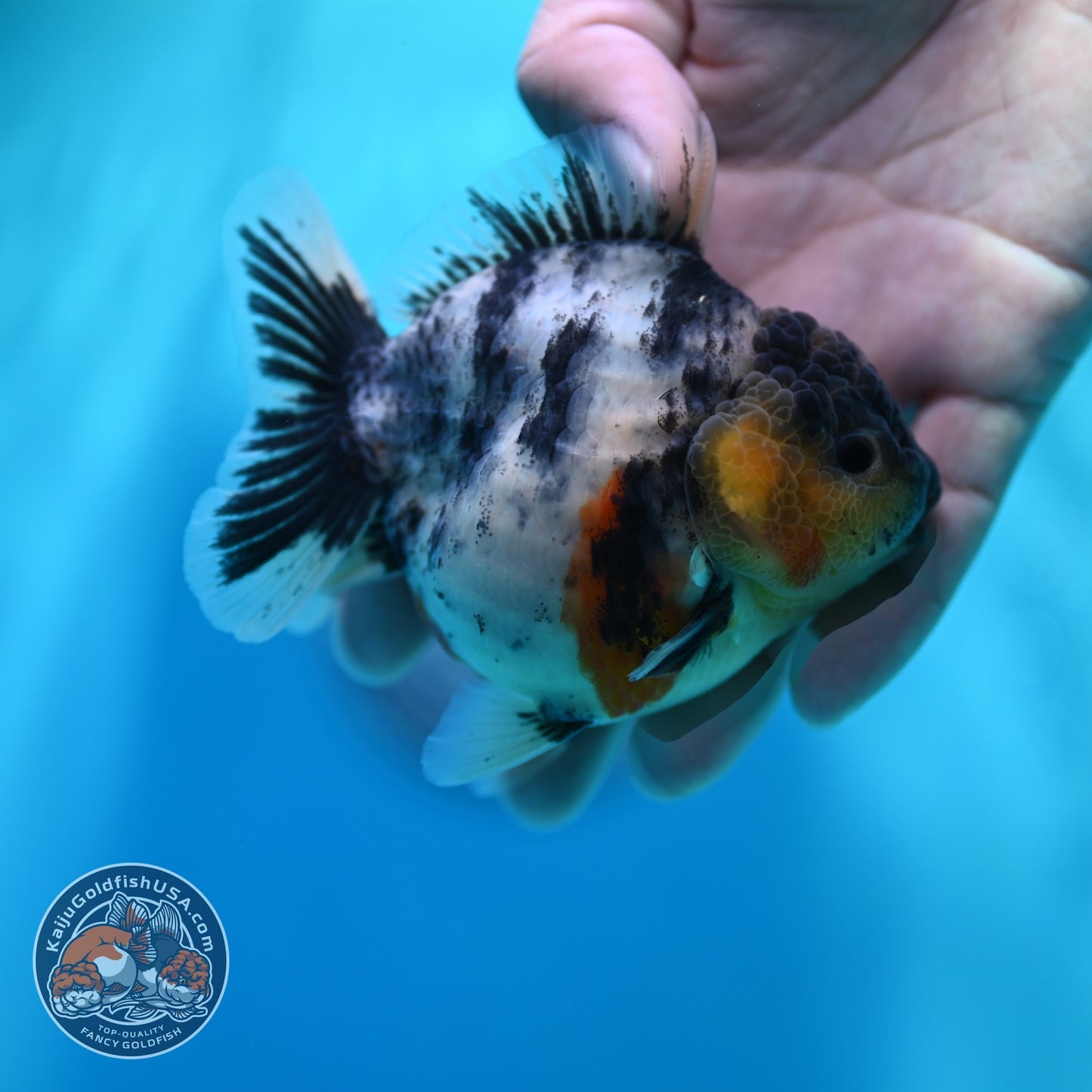 White Tiger Oranda 3.2 inch Body (260605_OR04)