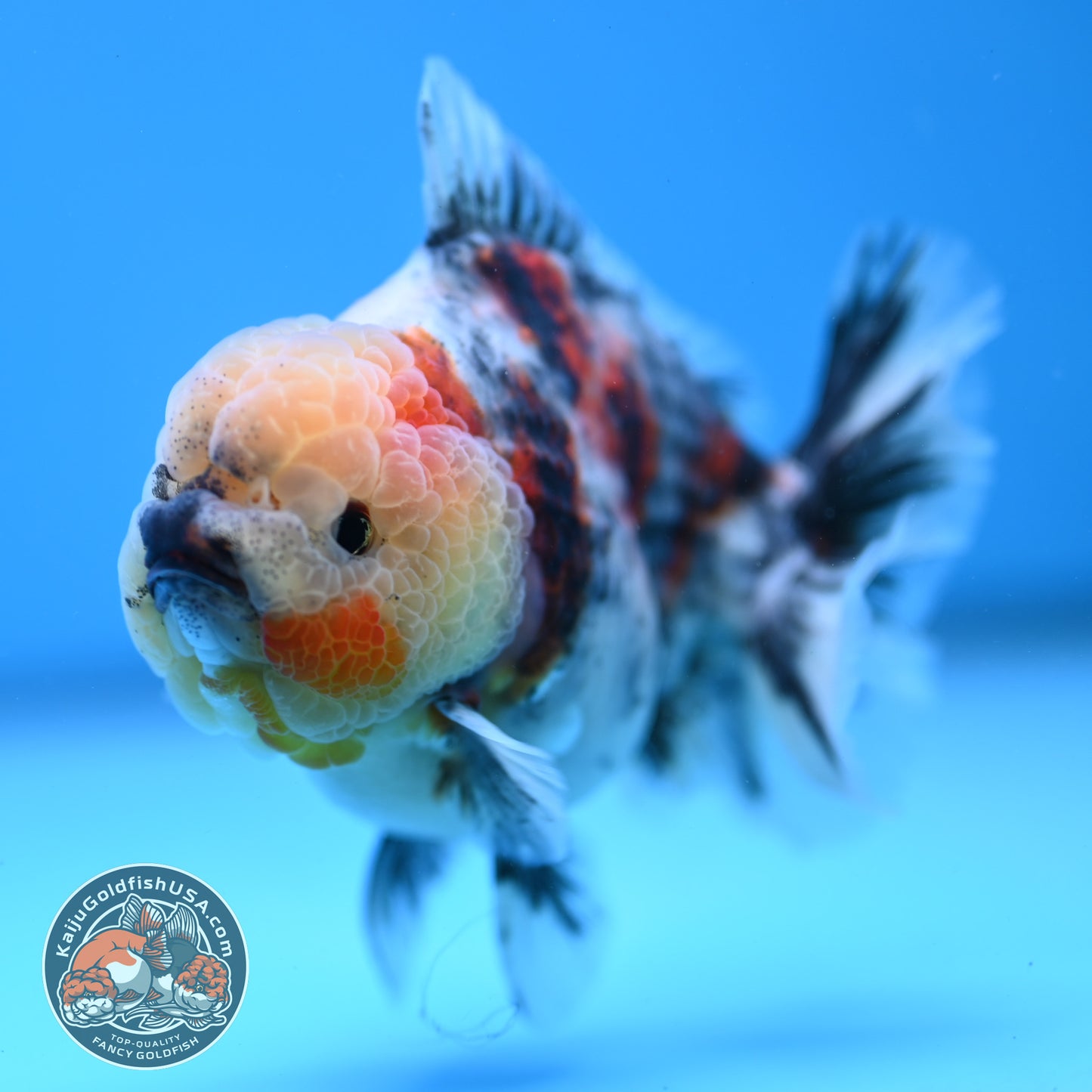 White Tiger Oranda 3.5 inch Body (251114_OR07)