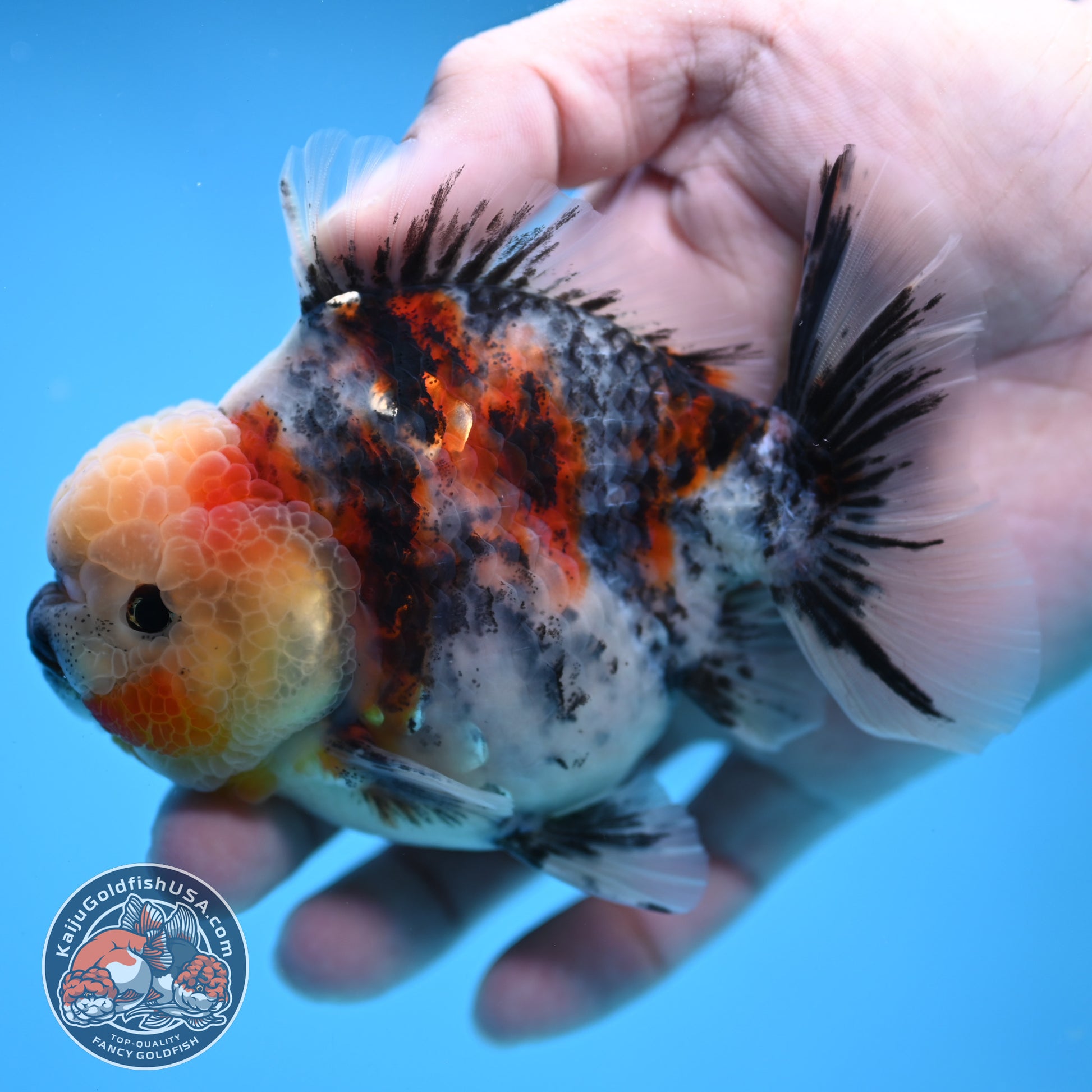 White Tiger Oranda 3.5 inch Body (251114_OR07)