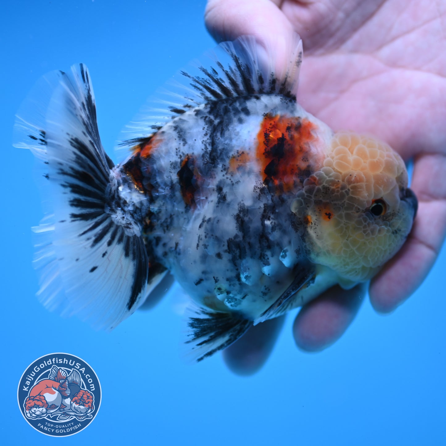 White Tiger Oranda 3.5 inch Body (251114_OR07)