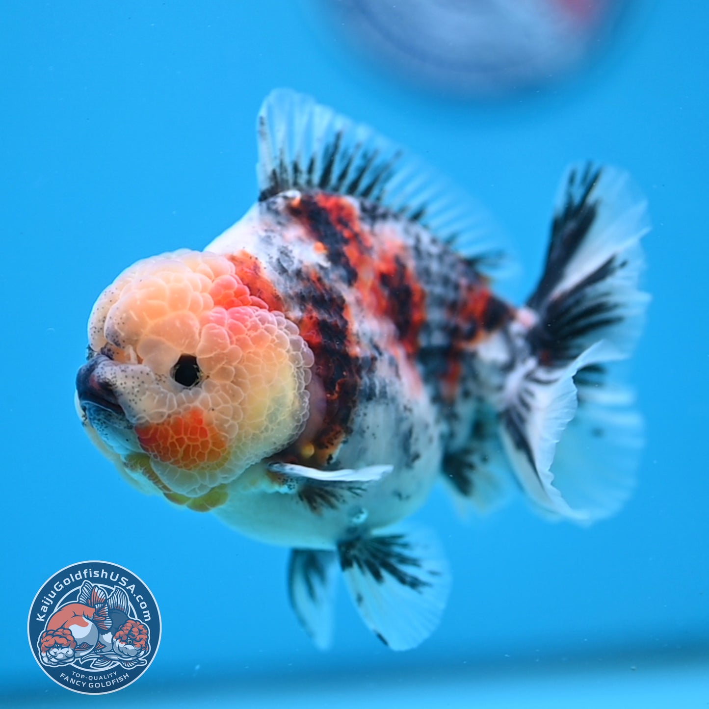 White Tiger Oranda 3.5 inch Body (251114_OR07)