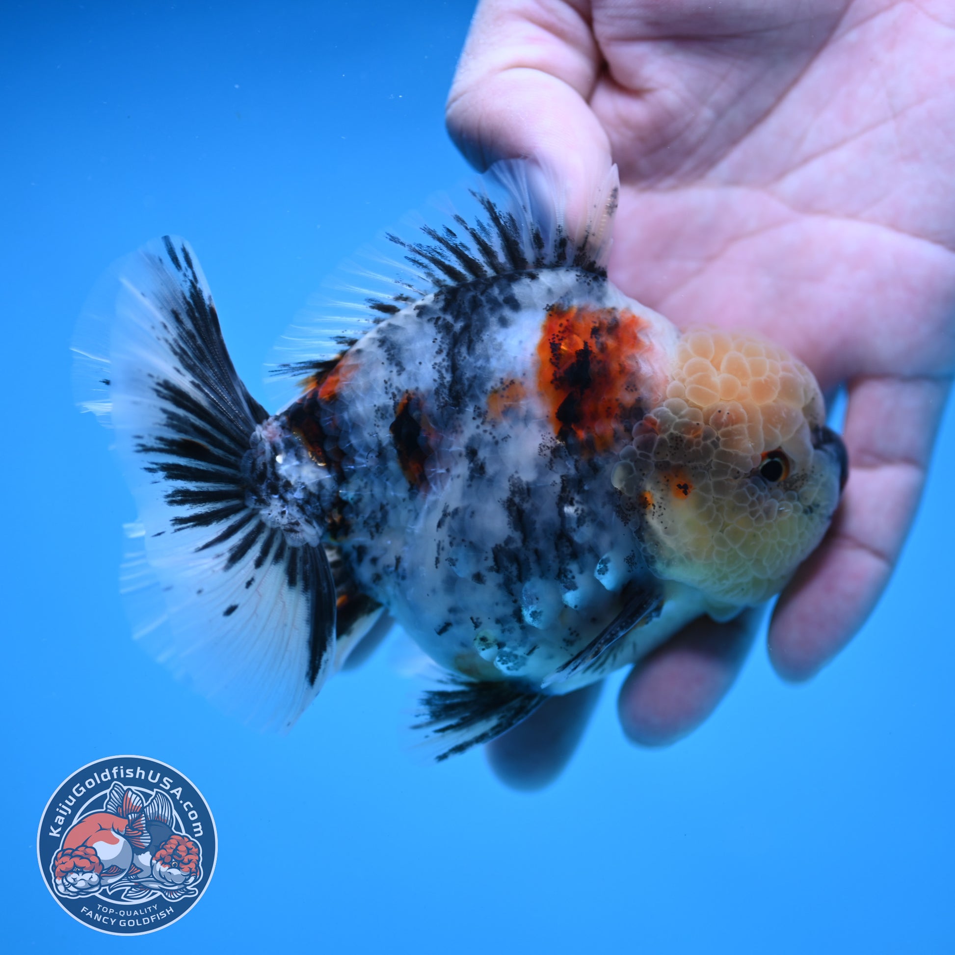 White Tiger Oranda 3.5 inch Body (251114_OR07)