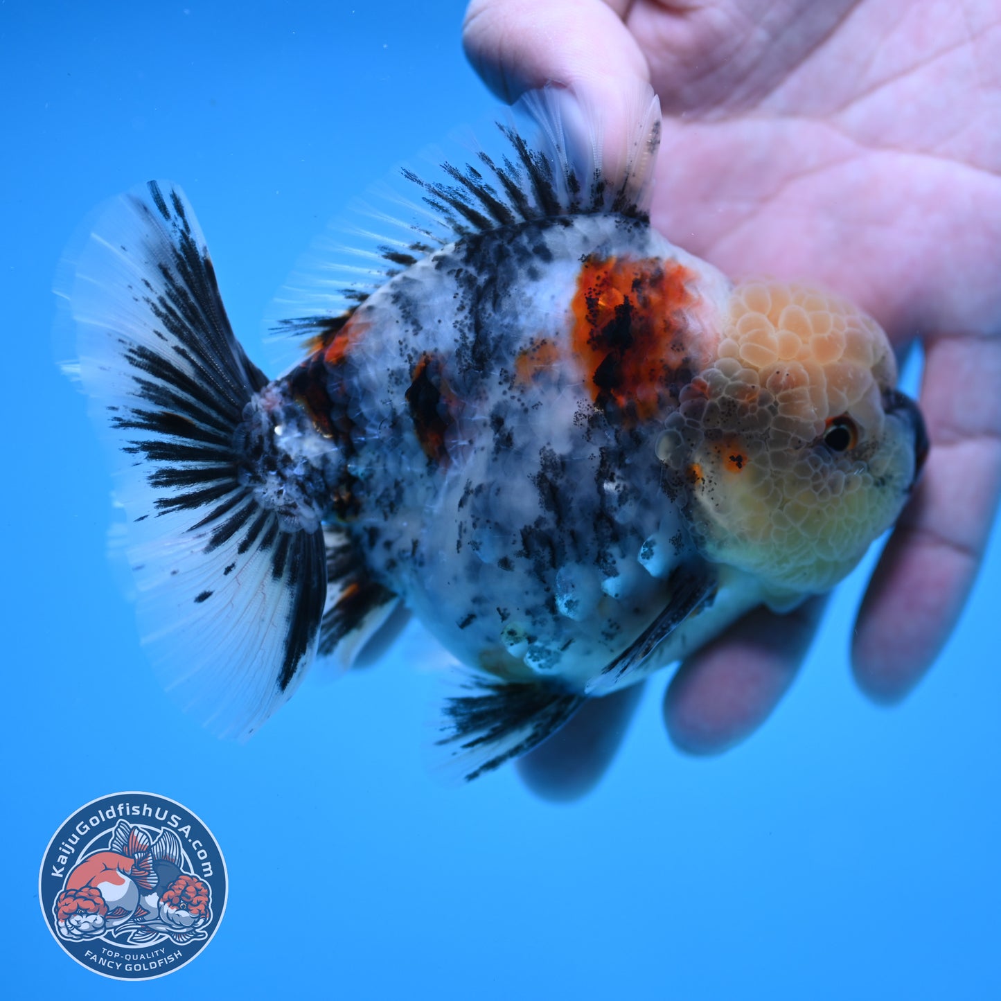 White Tiger Oranda 3.5 inch Body (251114_OR07)