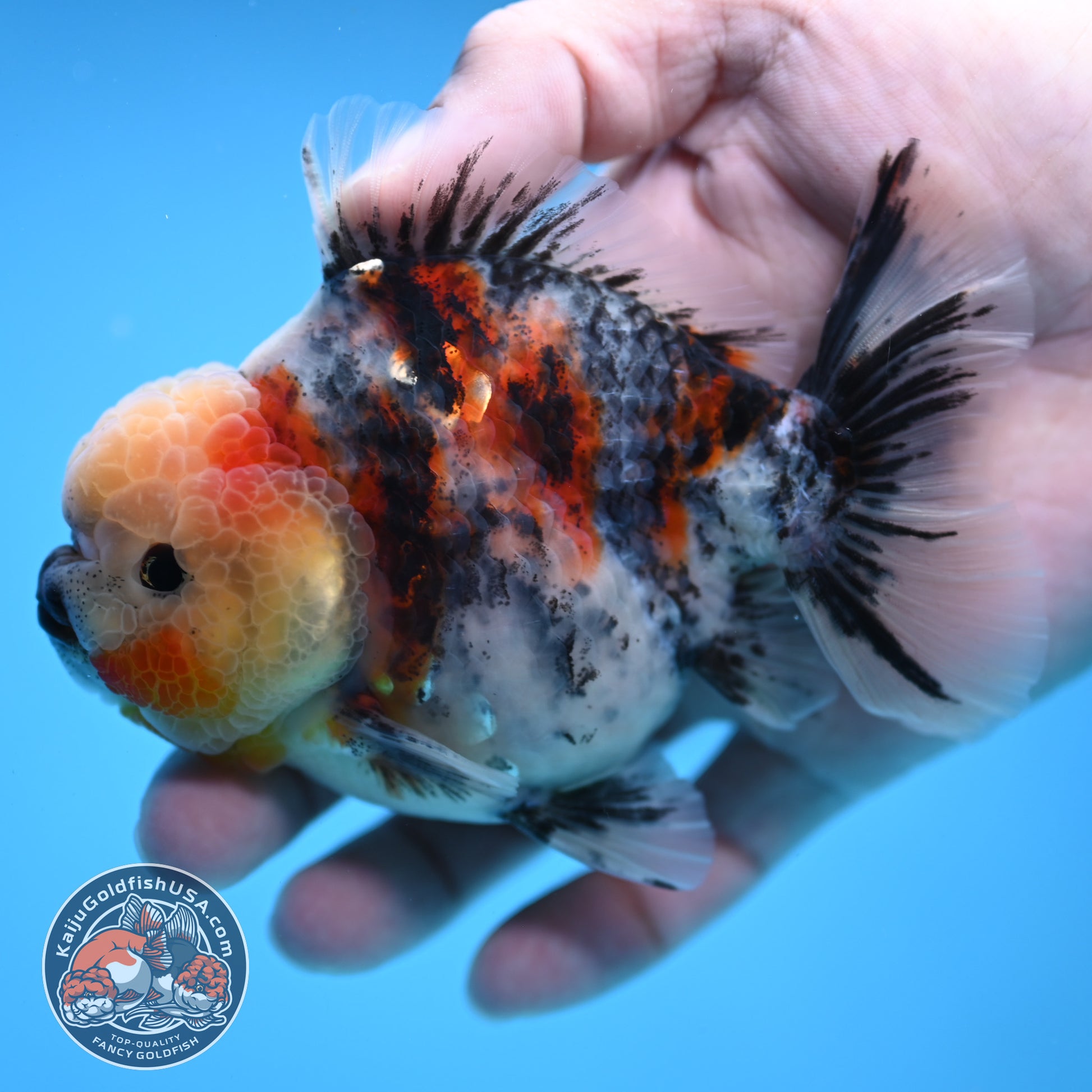 White Tiger Oranda 3.5 inch Body (251114_OR07)