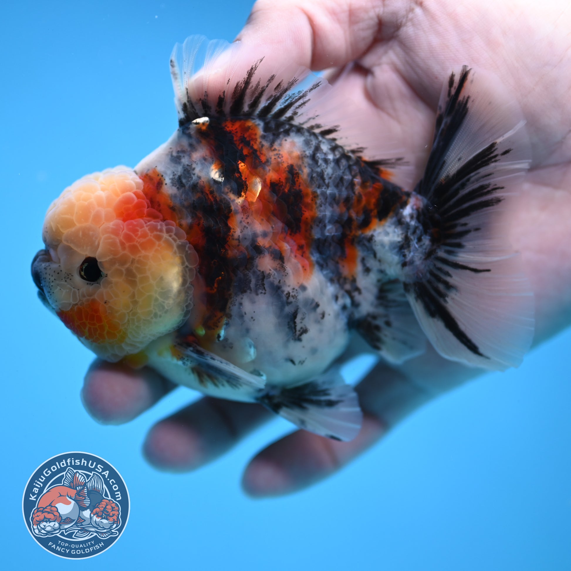White Tiger Oranda 3.5 inch Body (251114_OR07)