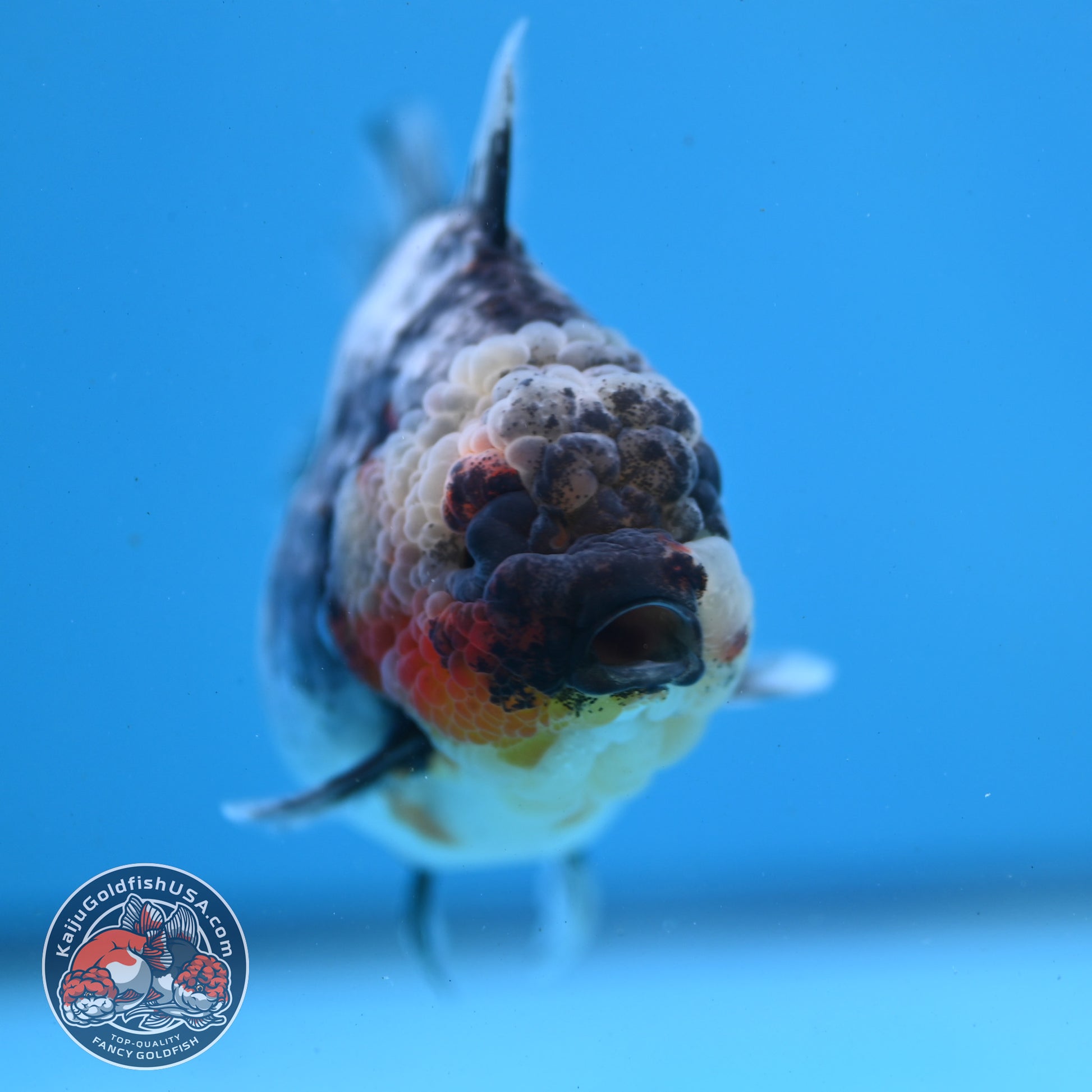 White Tiger Oranda 3.5 inch Body (251121_OR11)