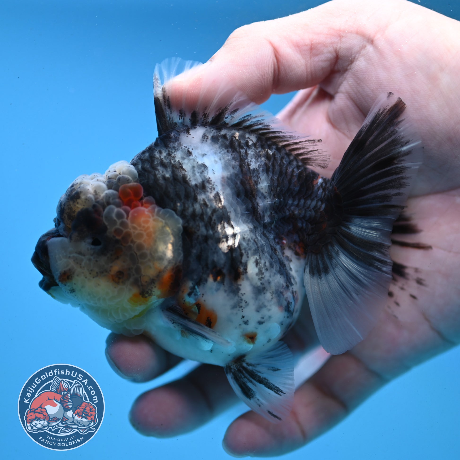 White Tiger Oranda 3.5 inch Body (251121_OR11)