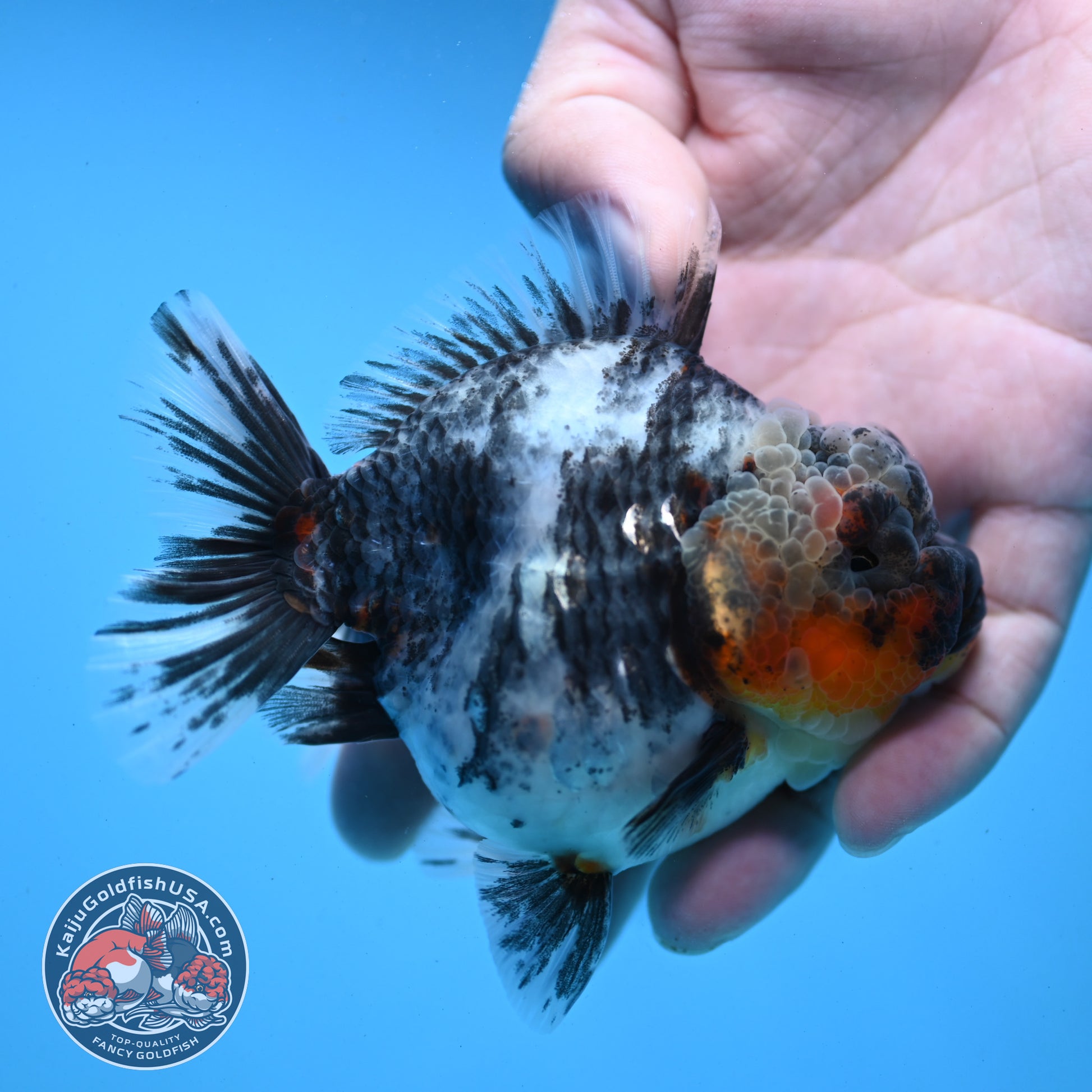 White Tiger Oranda 3.5 inch Body (251121_OR11)