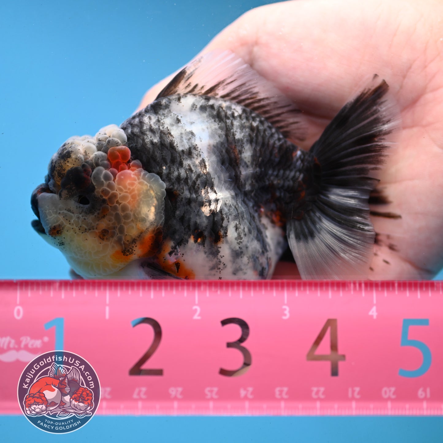 White Tiger Oranda 3.5 inch Body (251121_OR11)