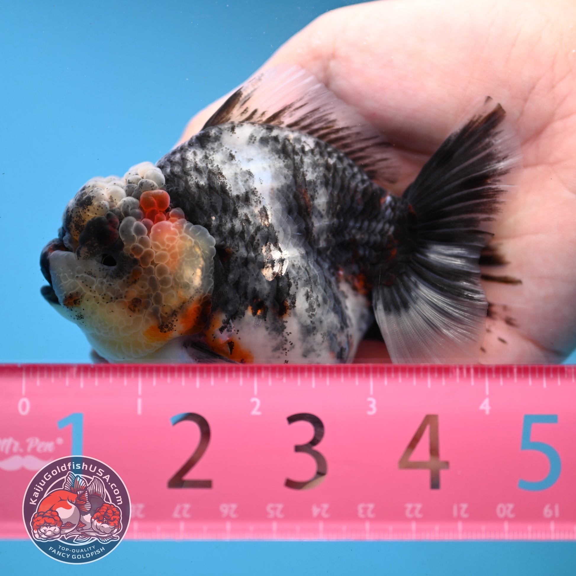 White Tiger Oranda 3.5 inch Body (251121_OR11)