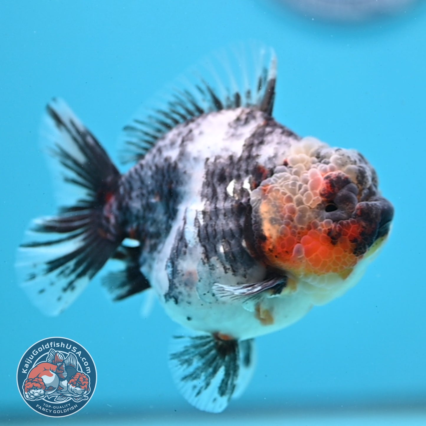 White Tiger Oranda 3.5 inch Body (251121_OR11)