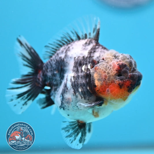 White Tiger Oranda 3.5 inch Body (251121_OR11)