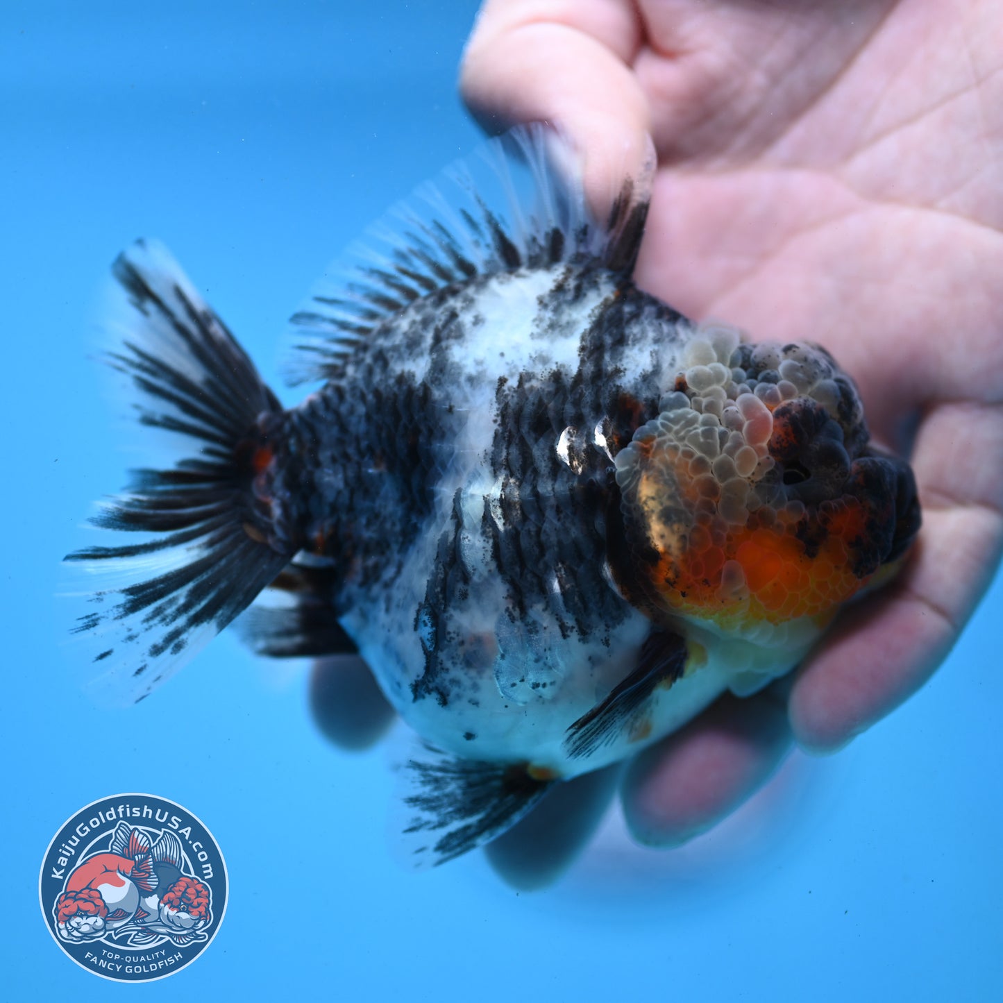 White Tiger Oranda 3.5 inch Body (251121_OR11)