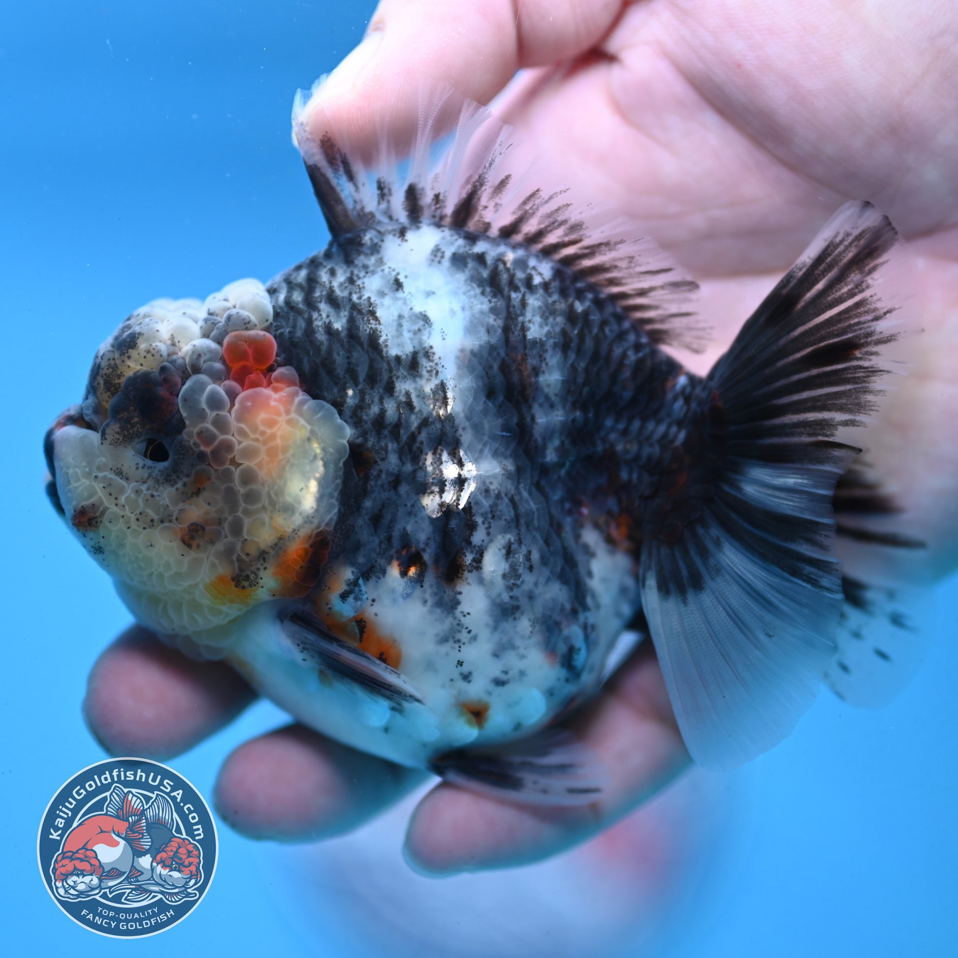White Tiger Oranda 3.5 inch Body (251121_OR11)