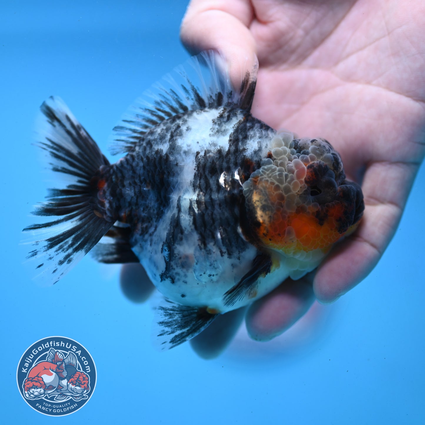 White Tiger Oranda 3.5 inch Body (251121_OR11)