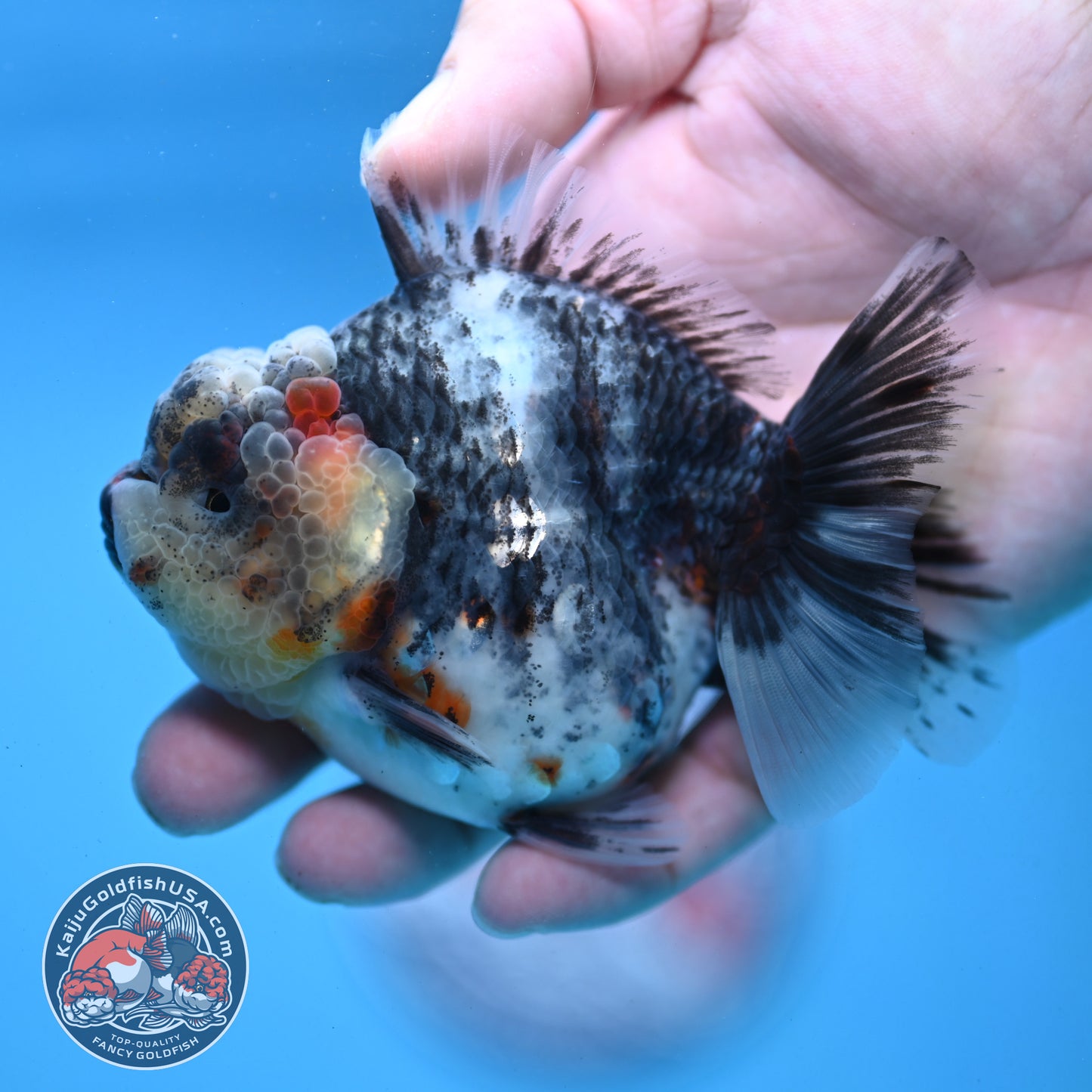 White Tiger Oranda 3.5 inch Body (251121_OR11)