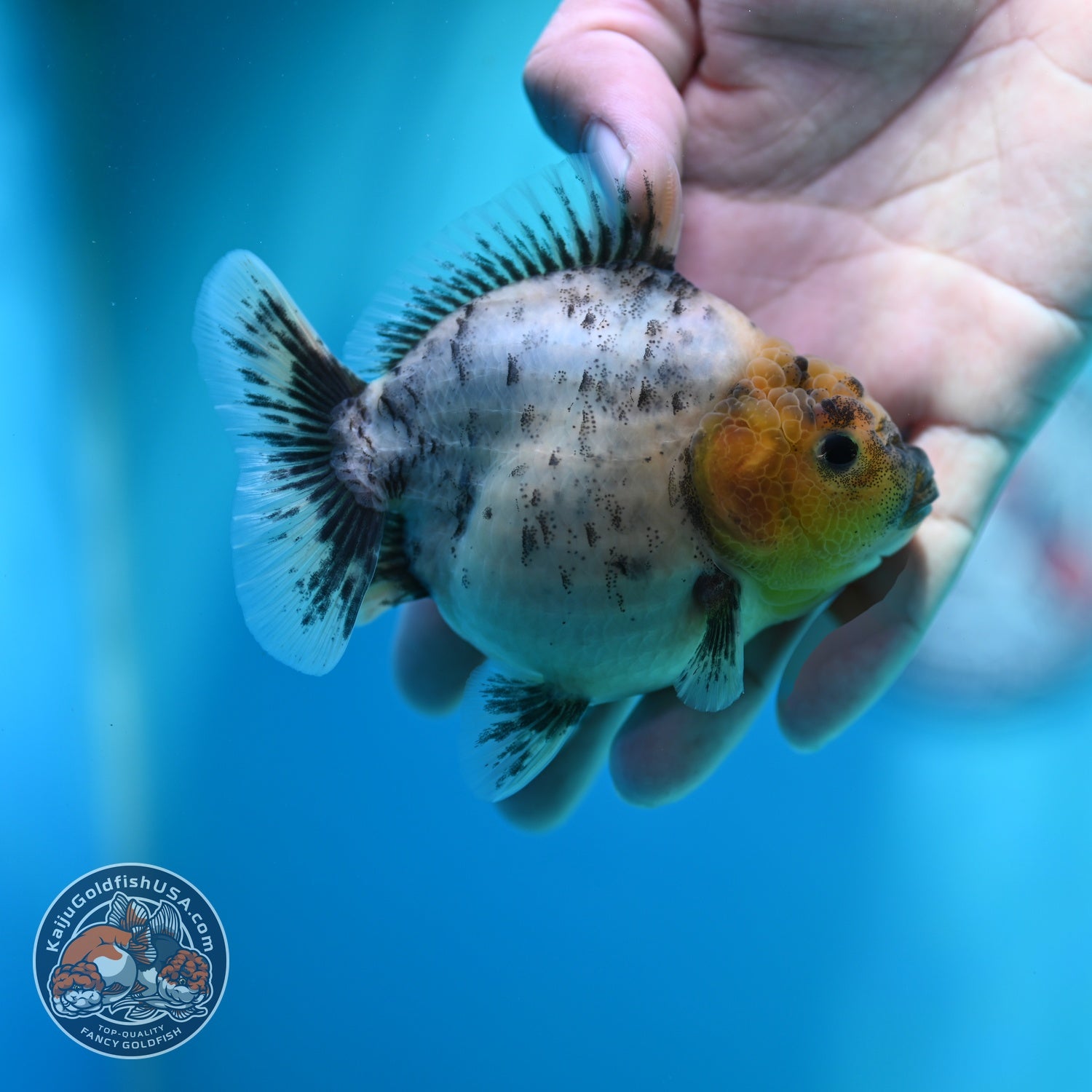 White Tiger Oranda 3.5 inch Body (260612_OR01)