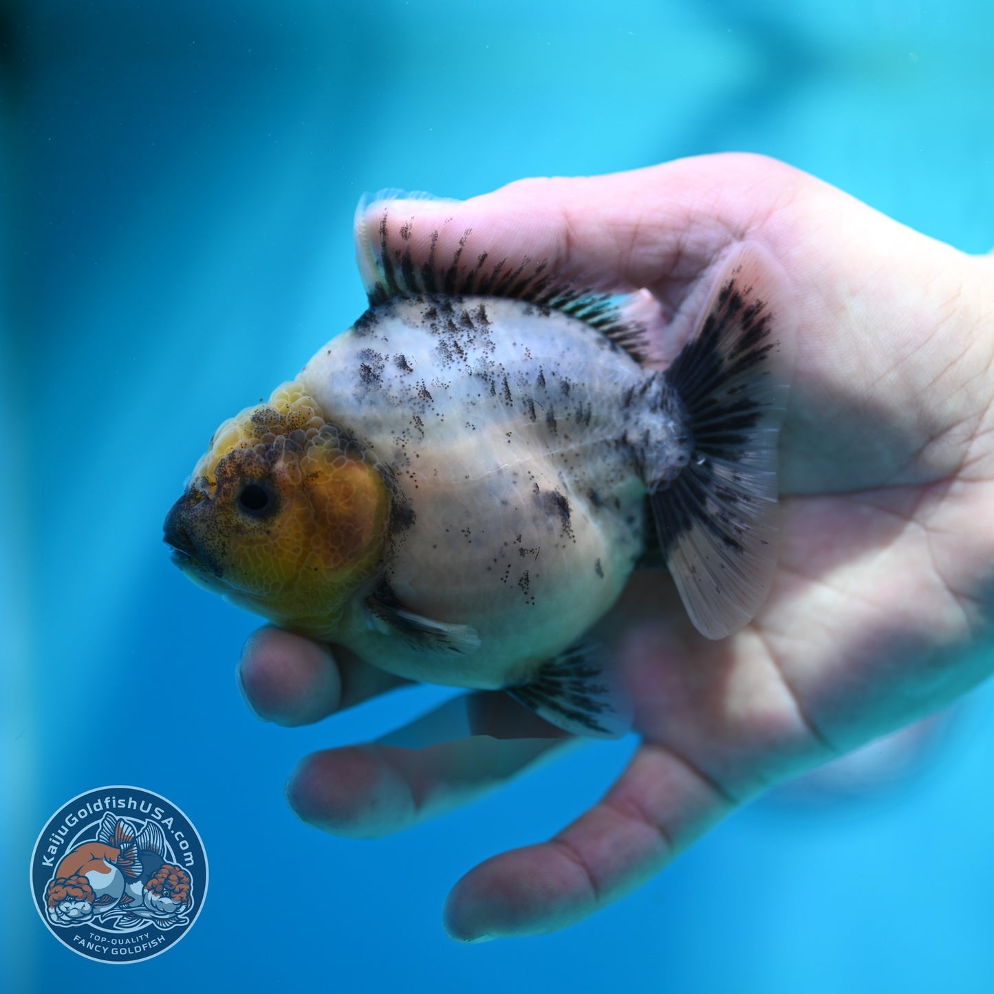 White Tiger Oranda 3.5 inch Body (260612_OR01)