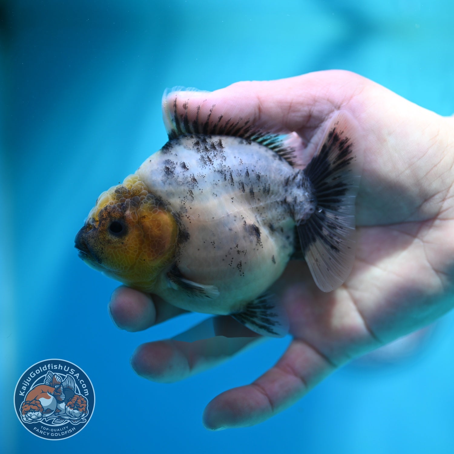 White Tiger Oranda 3.5 inch Body (260612_OR01)