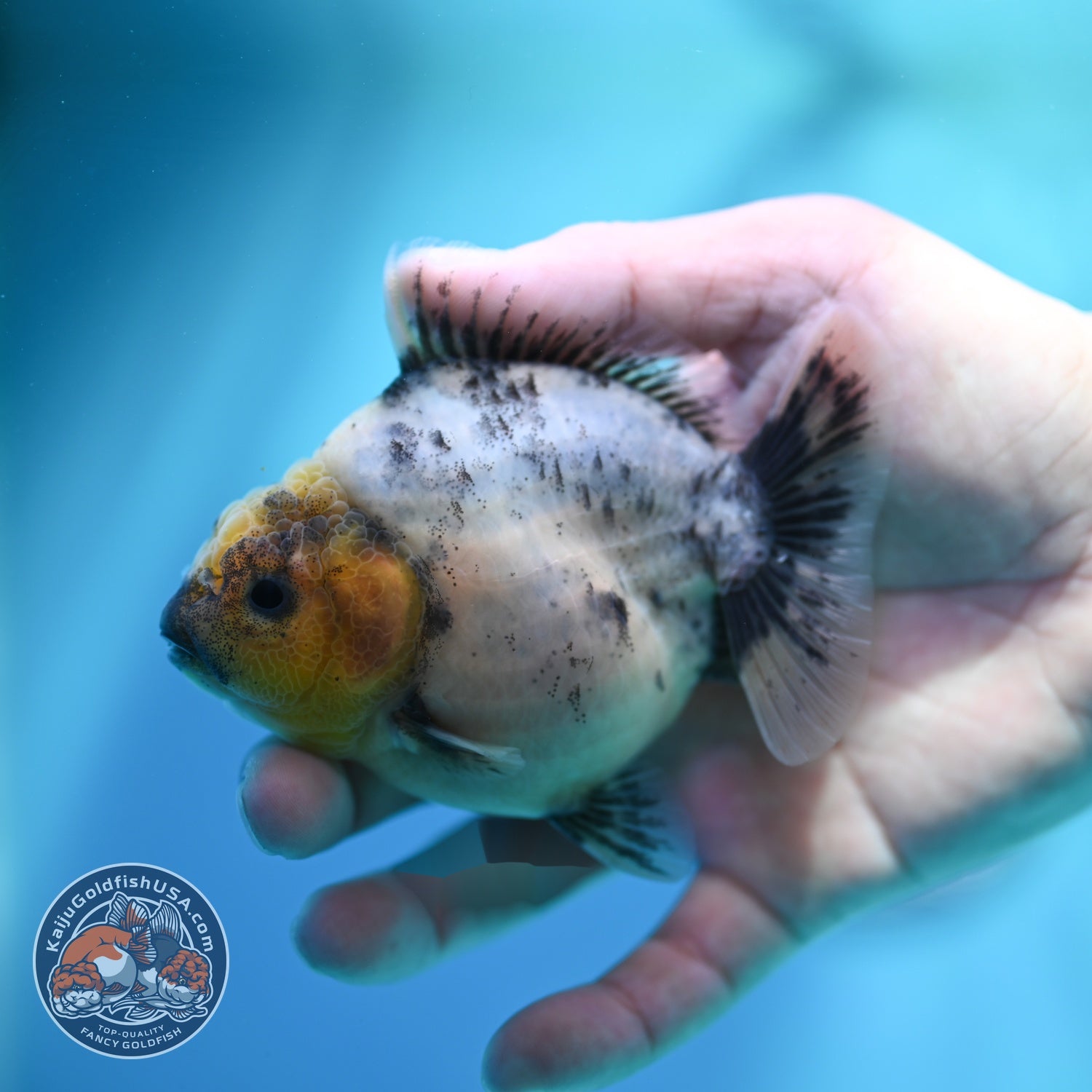 White Tiger Oranda 3.5 inch Body (260612_OR01)