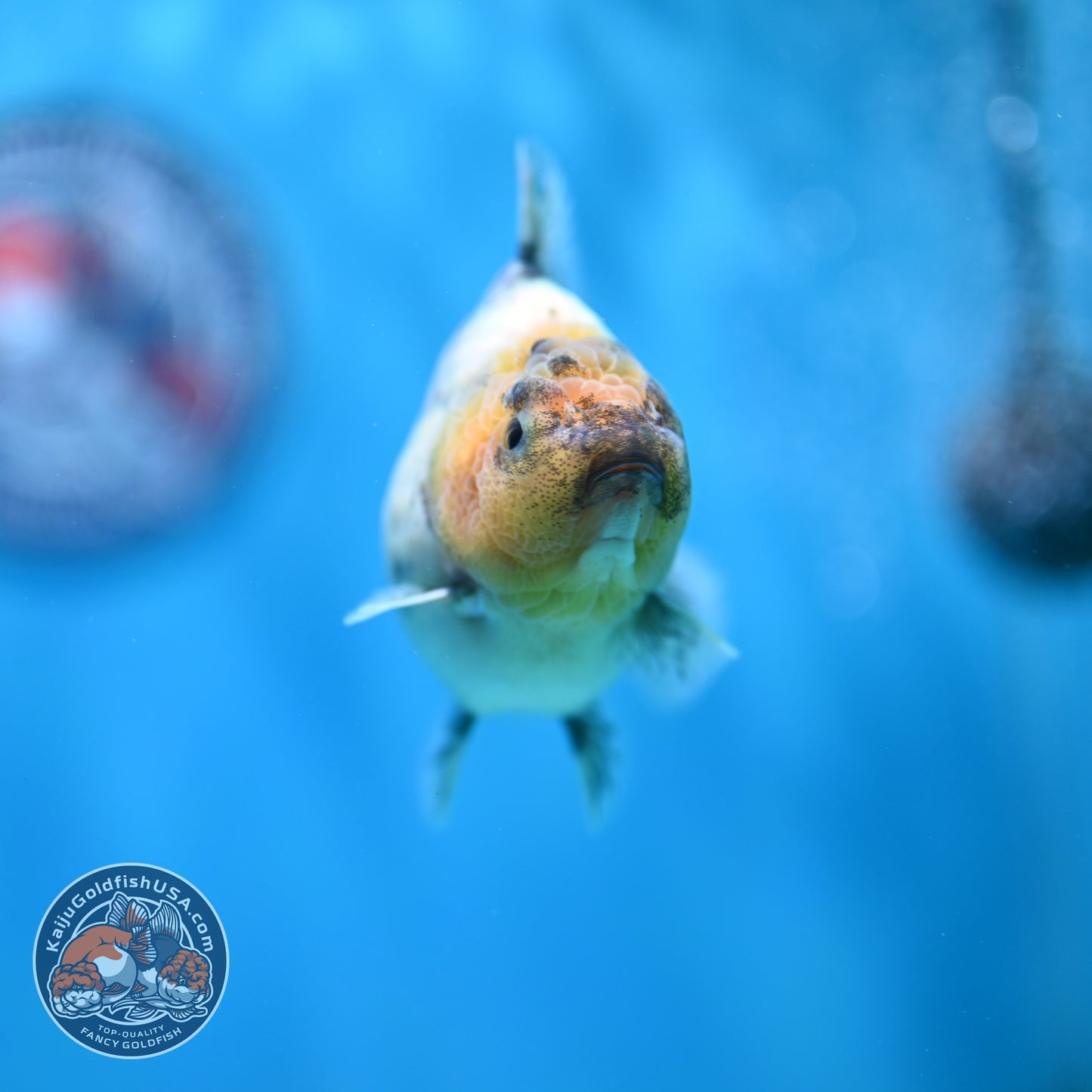 White Tiger Oranda 3.5 inch Body (260612_OR01)