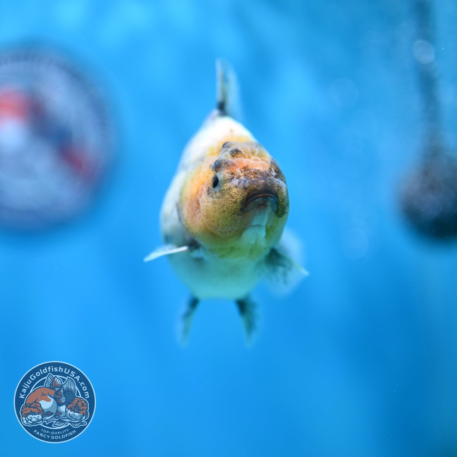 White Tiger Oranda 3.5 inch Body (260612_OR01)