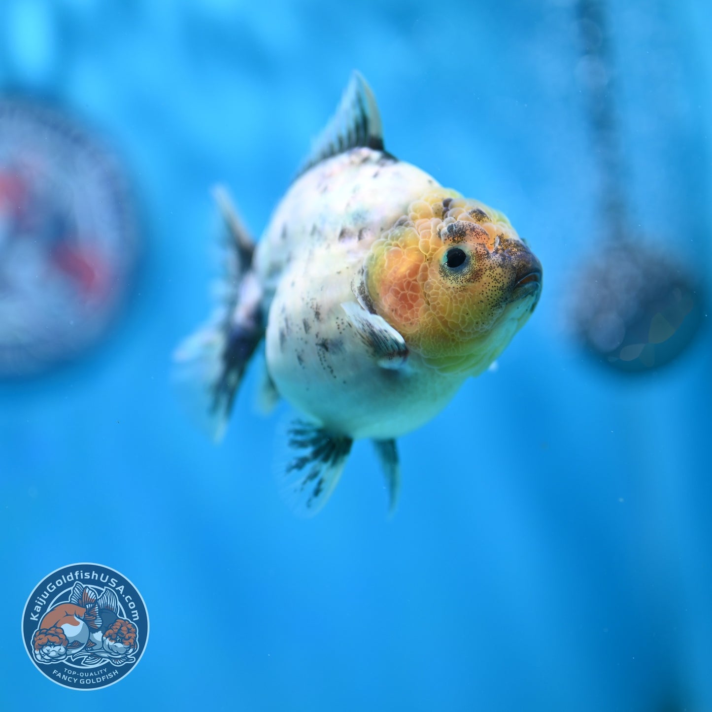 White Tiger Oranda 3.5 inch Body (260612_OR01)