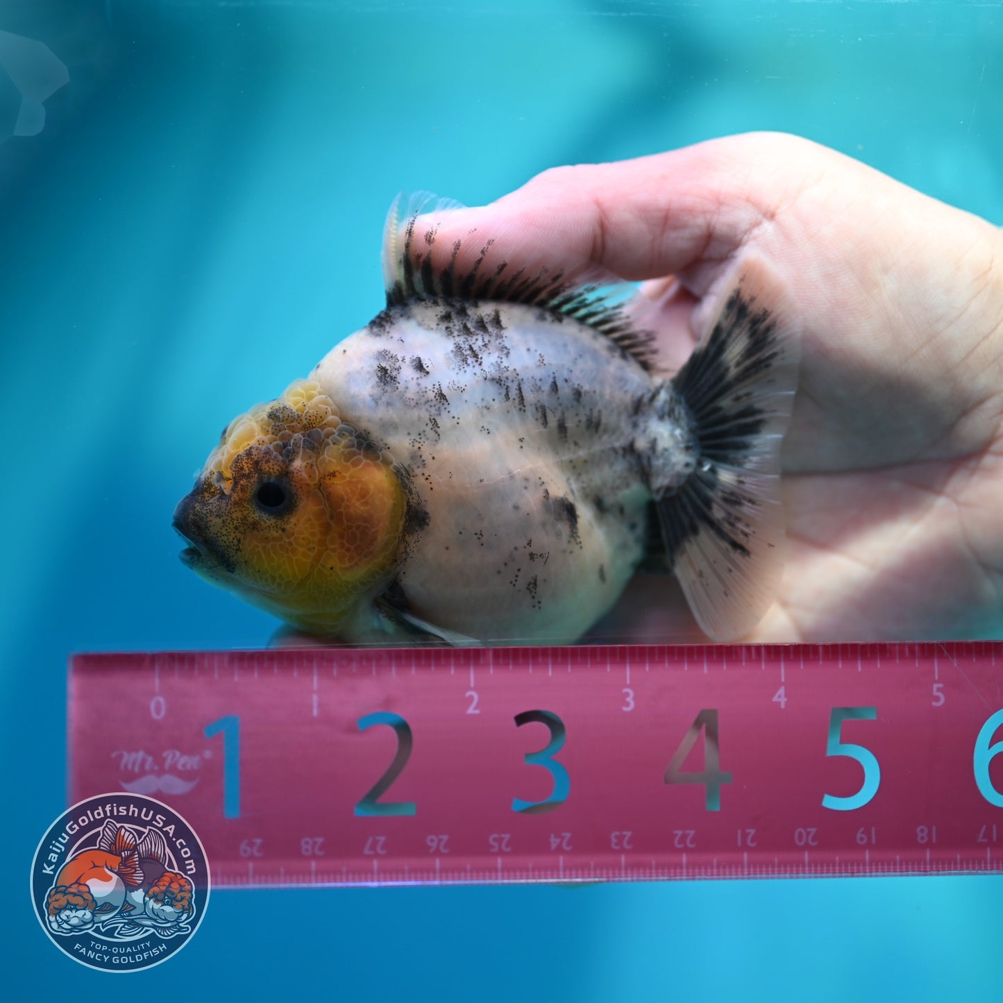 White Tiger Oranda 3.5 inch Body (260612_OR01)