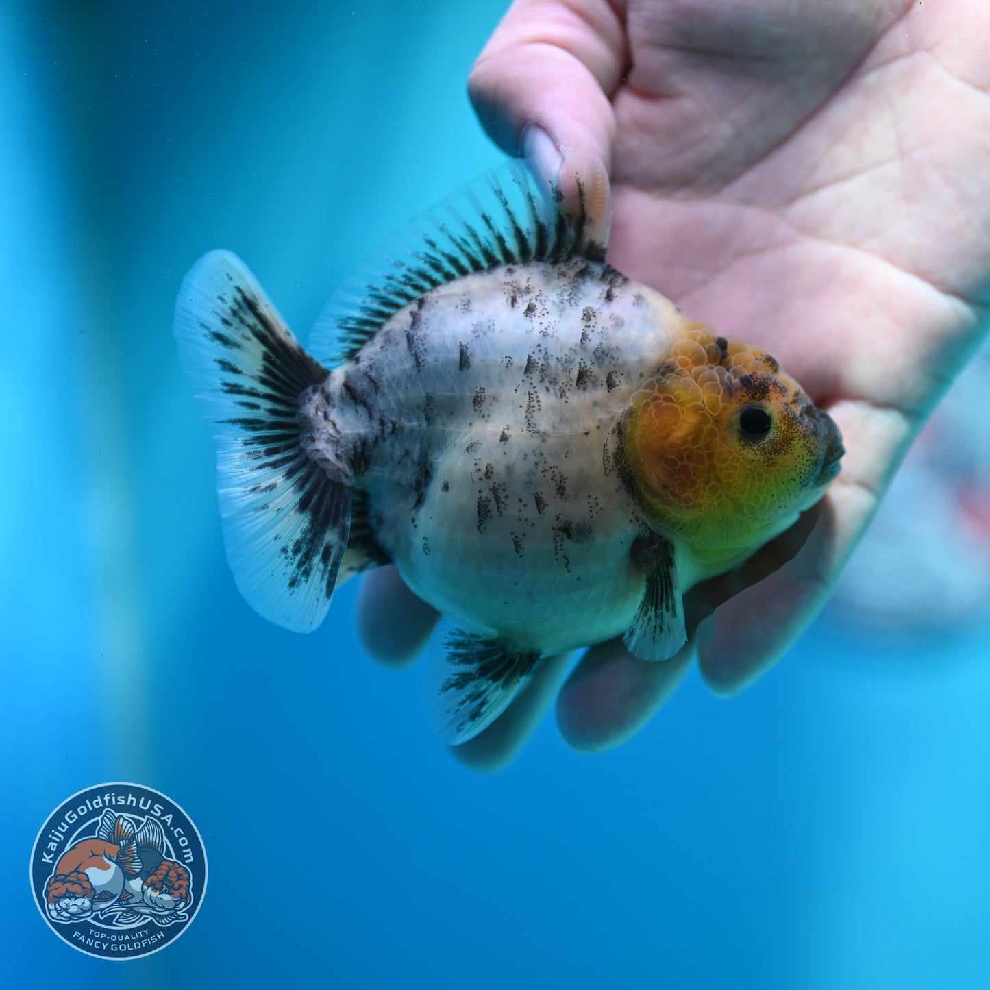White Tiger Oranda 3.5 inch Body (260612_OR01)