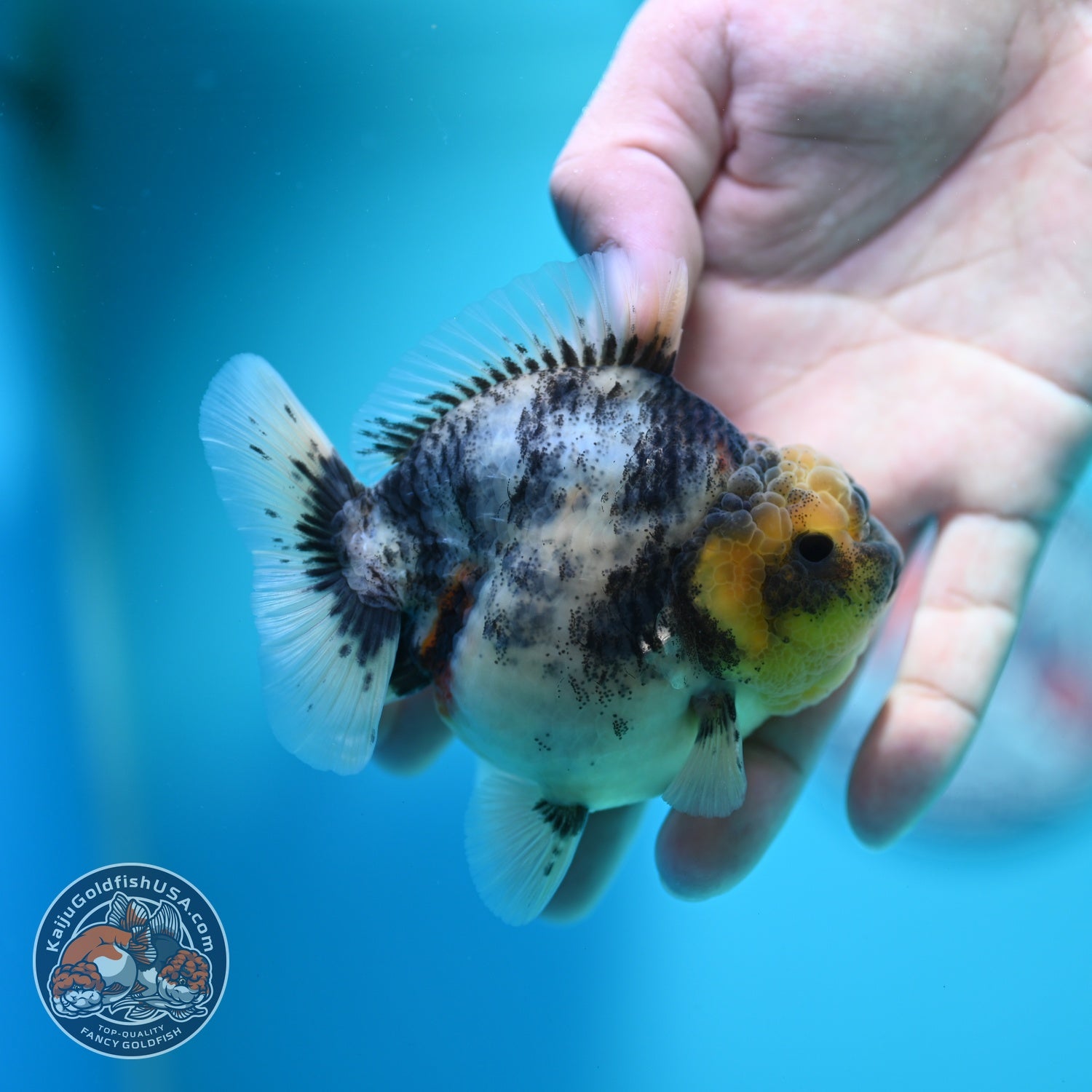 White Tiger Oranda 3.5 inch Body (260612_OR11)