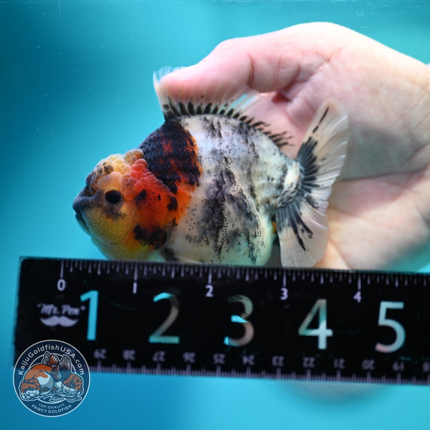 White Tiger Oranda 3.5 inch Body (260612_OR11)