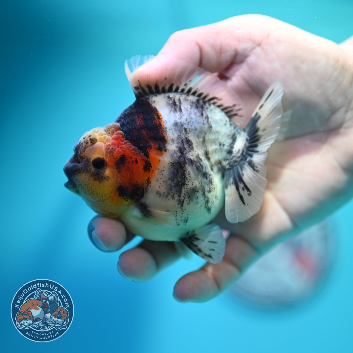 White Tiger Oranda 3.5 inch Body (260612_OR11)