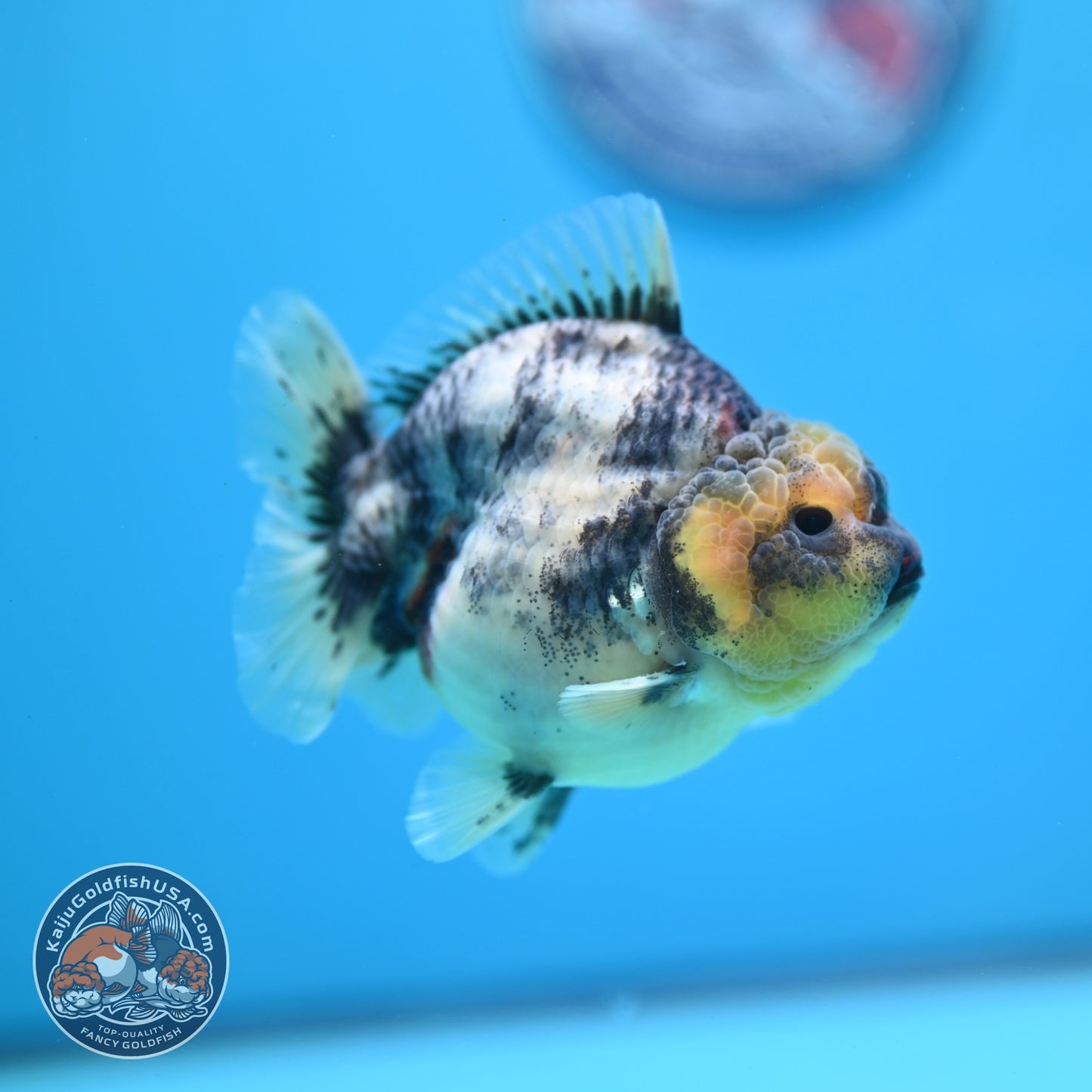 White Tiger Oranda 3.5 inch Body (260612_OR11)